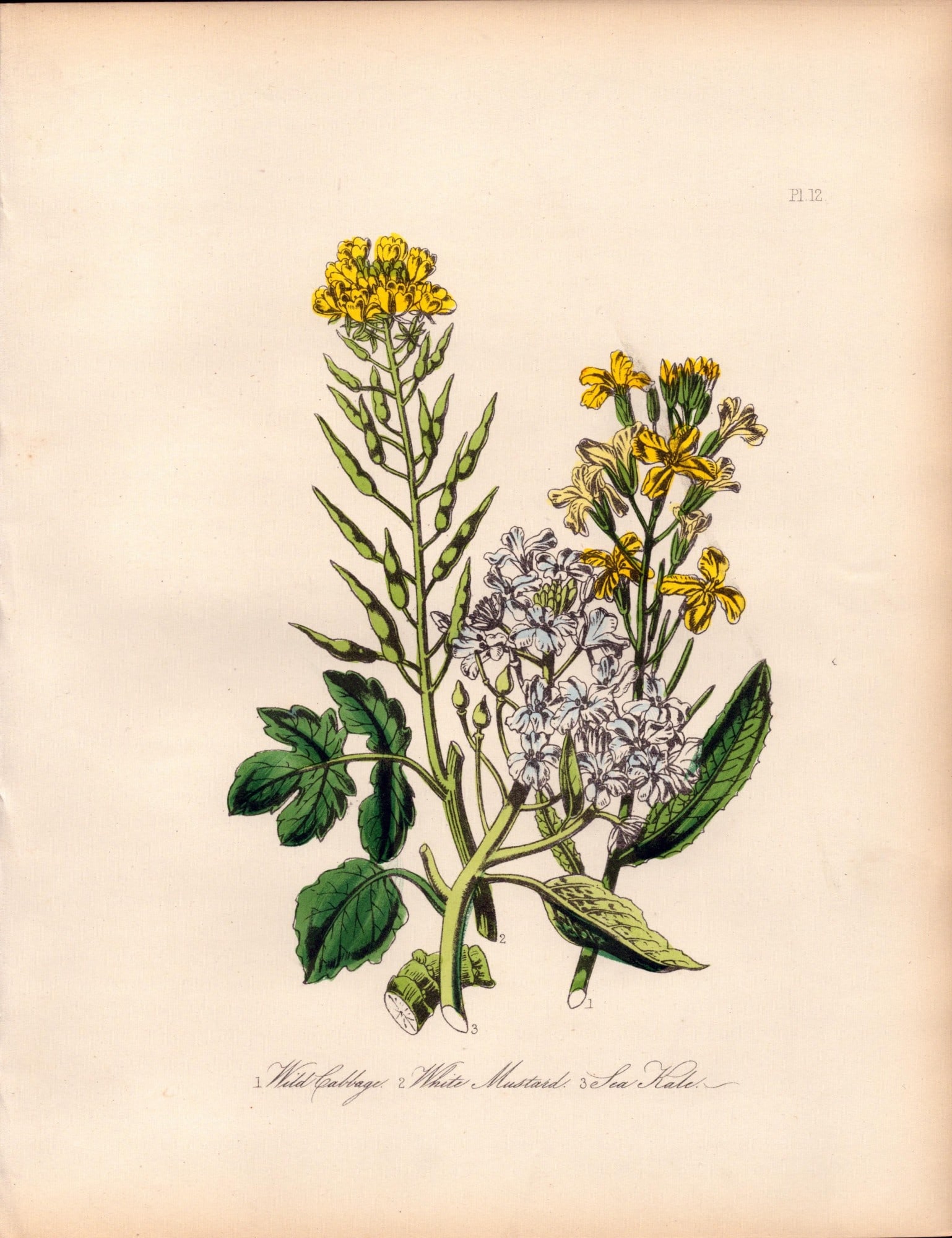 Rare 165-Yr-Old Antique Wildflower Gilt-Edged Illustration Jane Webb Loudon -12-A: Title: Rare 165-Yr-Old Antique Wildflower Gilt-Edged Illustration Jane Webb Loudon -12-A Description: Rare 165-Yr-Old Antique Wildflower Gilt-Edged Illustration Jane Webb Loudon -12. With Origi