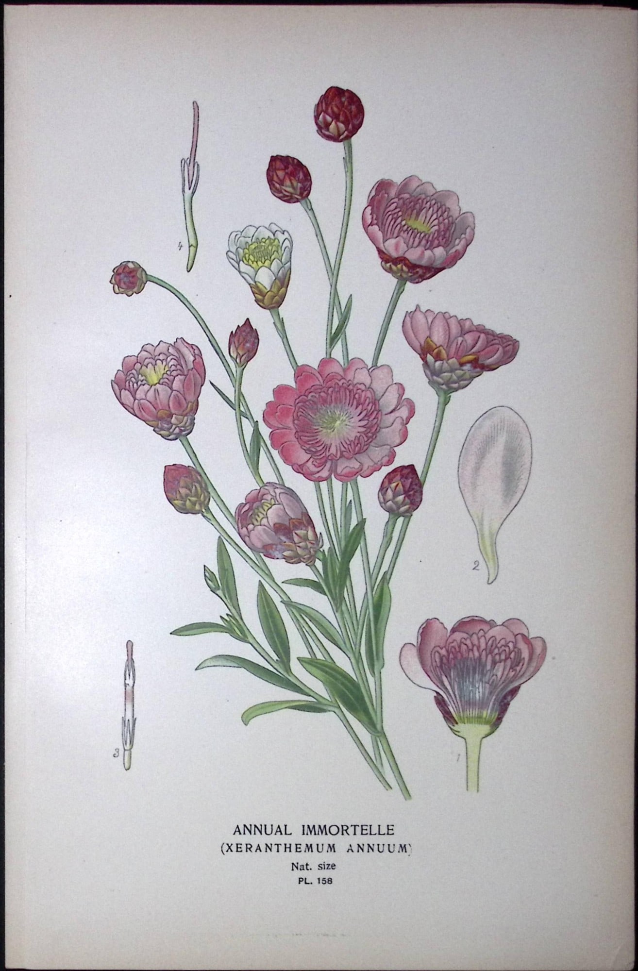 Annual Immortelle Edward Step Rare Antique Botanical Book Plate-158: Title: Annual Immortelle Edward Step Rare Antique Botanical Book Plate-158 Description: This Rare Beautiful Chromolithograph Was Removed from a Circa 1897 Antique Edition of. The Favourite Flowers of