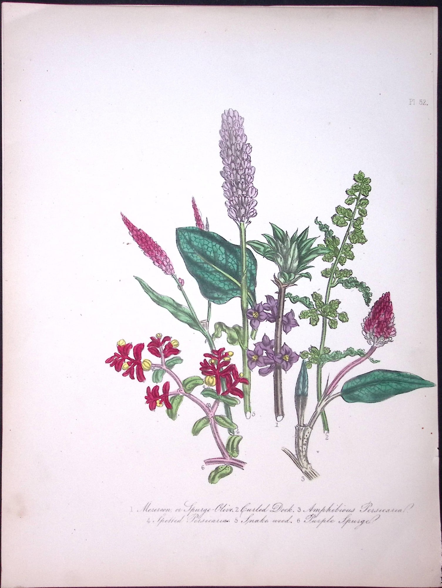 Rare 165-Yr-Old Antique Wildflower Gilt-Edged Illustration Jane Webb Loudon-52-A: Title: Rare 165-Yr-Old Antique Wildflower Gilt-Edged Illustration Jane Webb Loudon-52-A Description: Rare 165-Yr-Old Antique Wildflower Gilt-Edged Illustration Jane Webb Loudon-57. With
