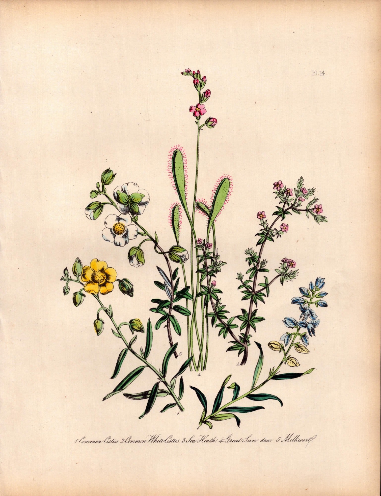 165-Yr-Old Antique Wildflower Gilt-Edged Illustration Jane Webb Loudon -14.: Title: 165-Yr-Old Antique Wildflower Gilt-Edged Illustration Jane Webb Loudon -14. Description: Rare 165-Yr-Old Antique Wildflower Gilt-Edged Illustration Jane Webb Loudon. With Original
