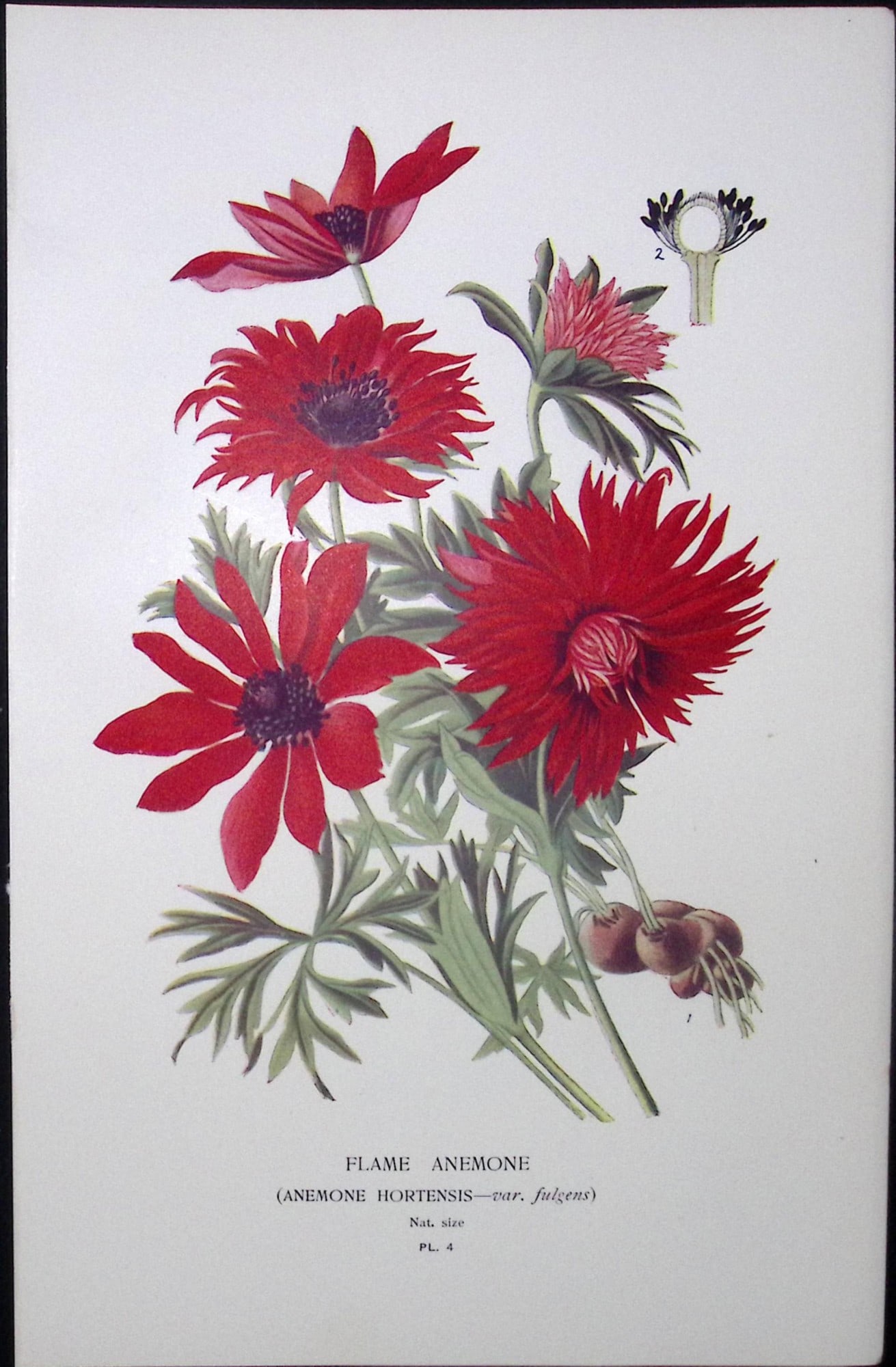 Flame Anemone Edward Step Rare Antique Flower Book Plate-4: Title: Flame Anemone Edward Step Rare Antique Flower Book Plate-4 Description: This Rare Beautiful Chromolithograph Was Removed from a Circa 1897 Antique Edition of. The Favourite Flowers of Garden