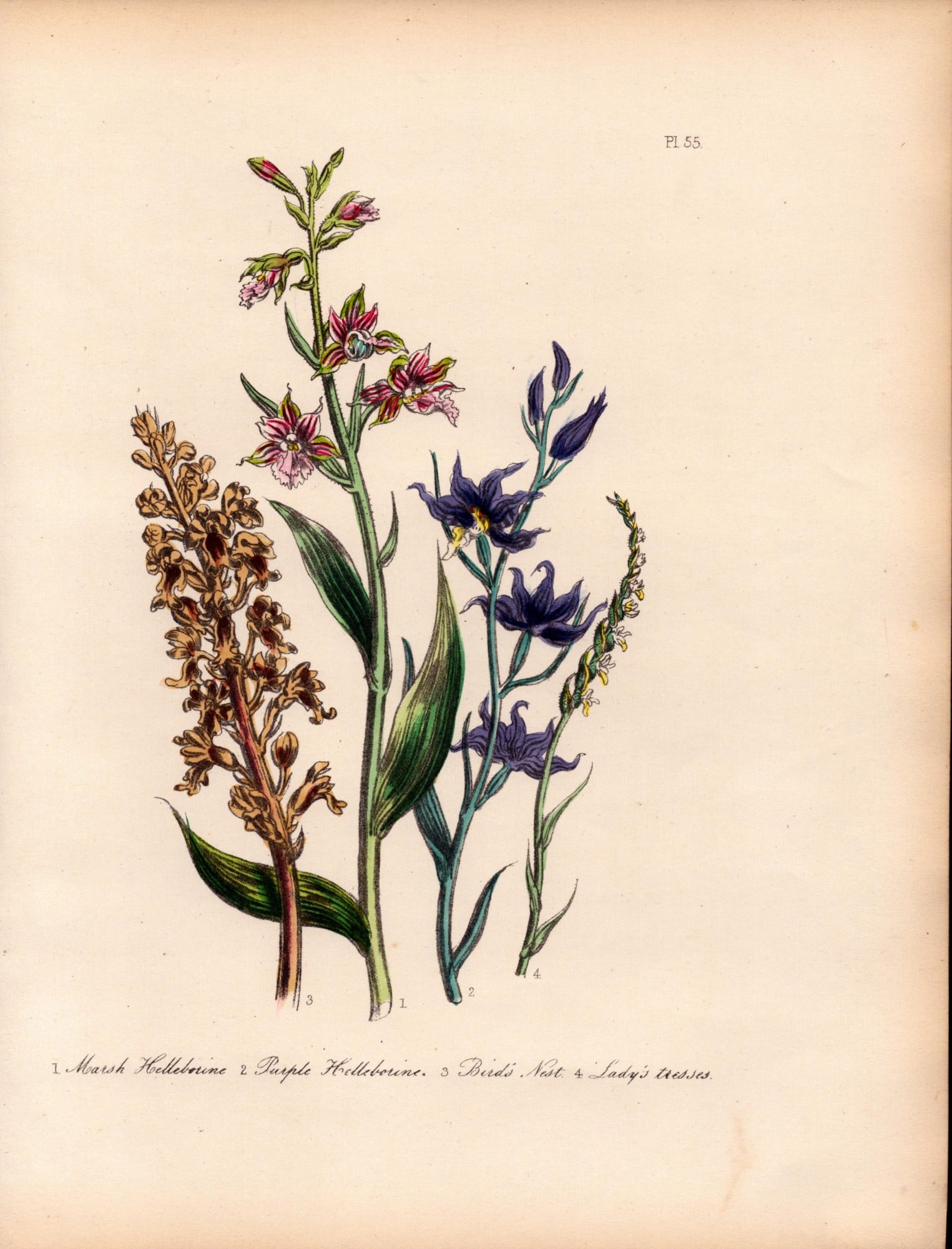 Rare 165-Yr-Old Antique Wildflower Gilt-Edged Illustration Jane Webb Loudon-55.: Title: Rare 165-Yr-Old Antique Wildflower Gilt-Edged Illustration Jane Webb Loudon-55. Description: Rare 165-Yr-Old Antique Wildflower Gilt-Edged Illustration Jane Webb Loudon. With Original Ha