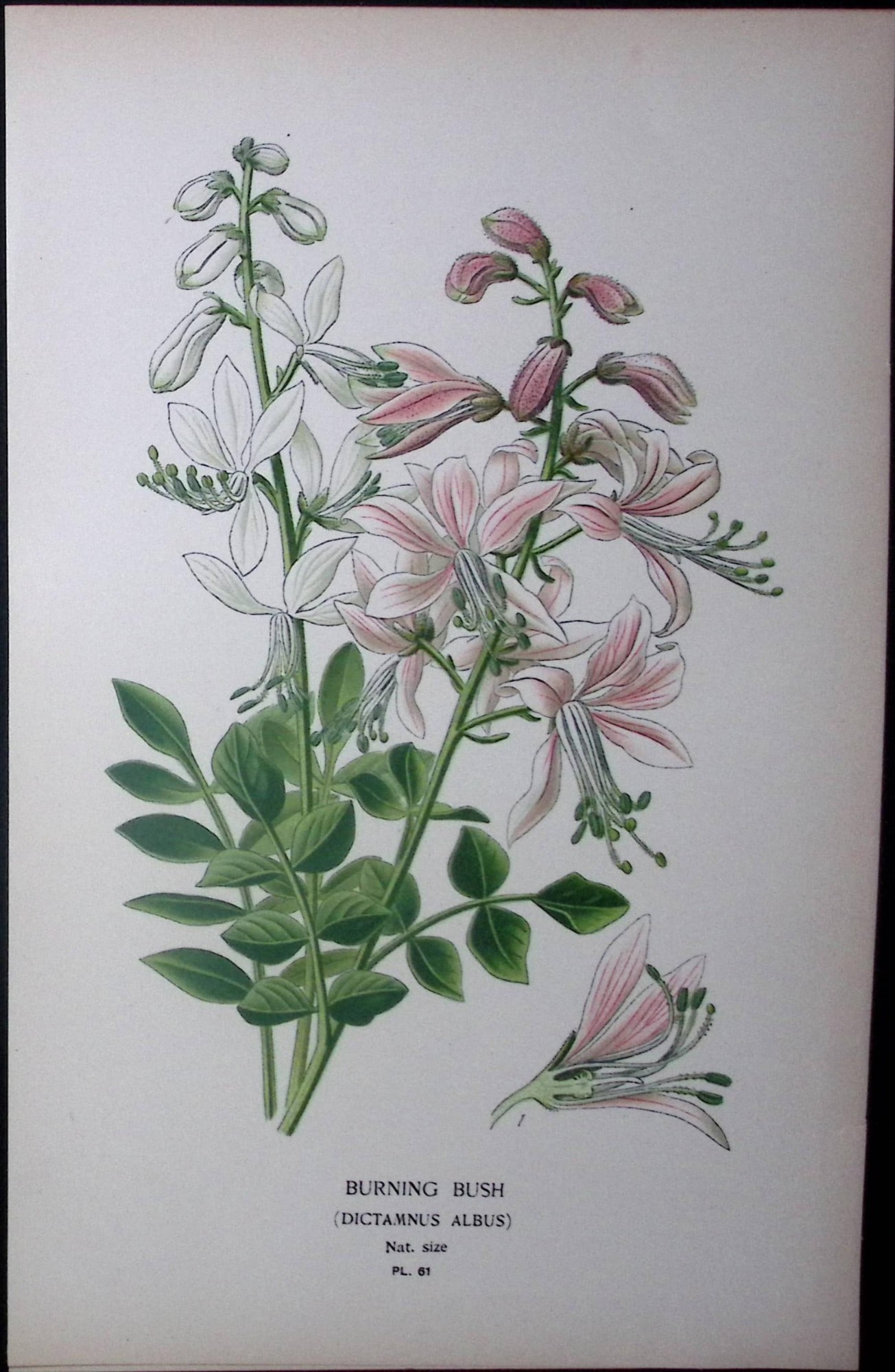 Burning Bush Edward Step Rare Antique Botanical Book Plate-61: Title: Burning Bush Edward Step Rare Antique Botanical Book Plate-61 Description: This Rare Beautiful Chromolithograph Was Removed from a Circa 1897 Antique Edition of. The Favourite Flowers o