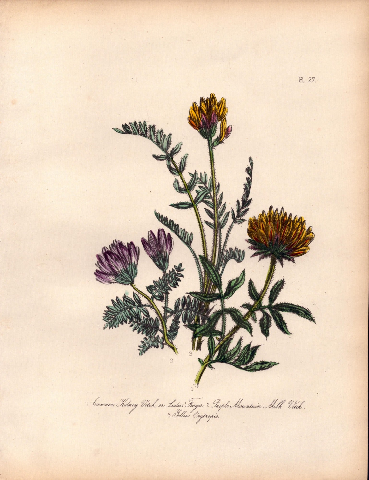 Rare 165-Yr-Old Antique Wildflower Gilt-Edged Illustration Jane Webb Loudon-27.: Title: Rare 165-Yr-Old Antique Wildflower Gilt-Edged Illustration Jane Webb Loudon-27. Description: Rare 165-Yr-Old Antique Wildflower Gilt-Edged Illustration Jane Webb Loudon. With Original