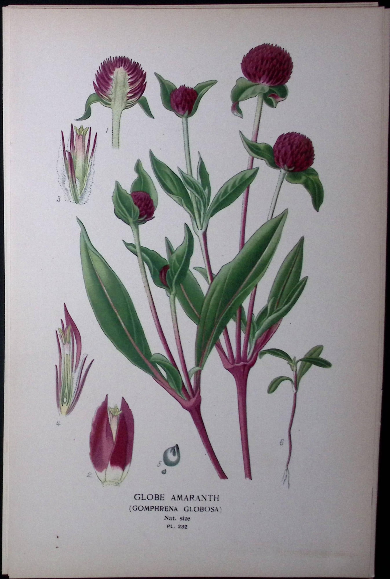 Globe Amaranth Edward Step Rare Antique Botanical Book Plate-232: Title: Globe Amaranth Edward Step Rare Antique Botanical Book Plate-232 Description: This Rare Beautiful Chromolithograph Was Removed from a Circa 1897 Antique Edition of. The Favourite Flowers of