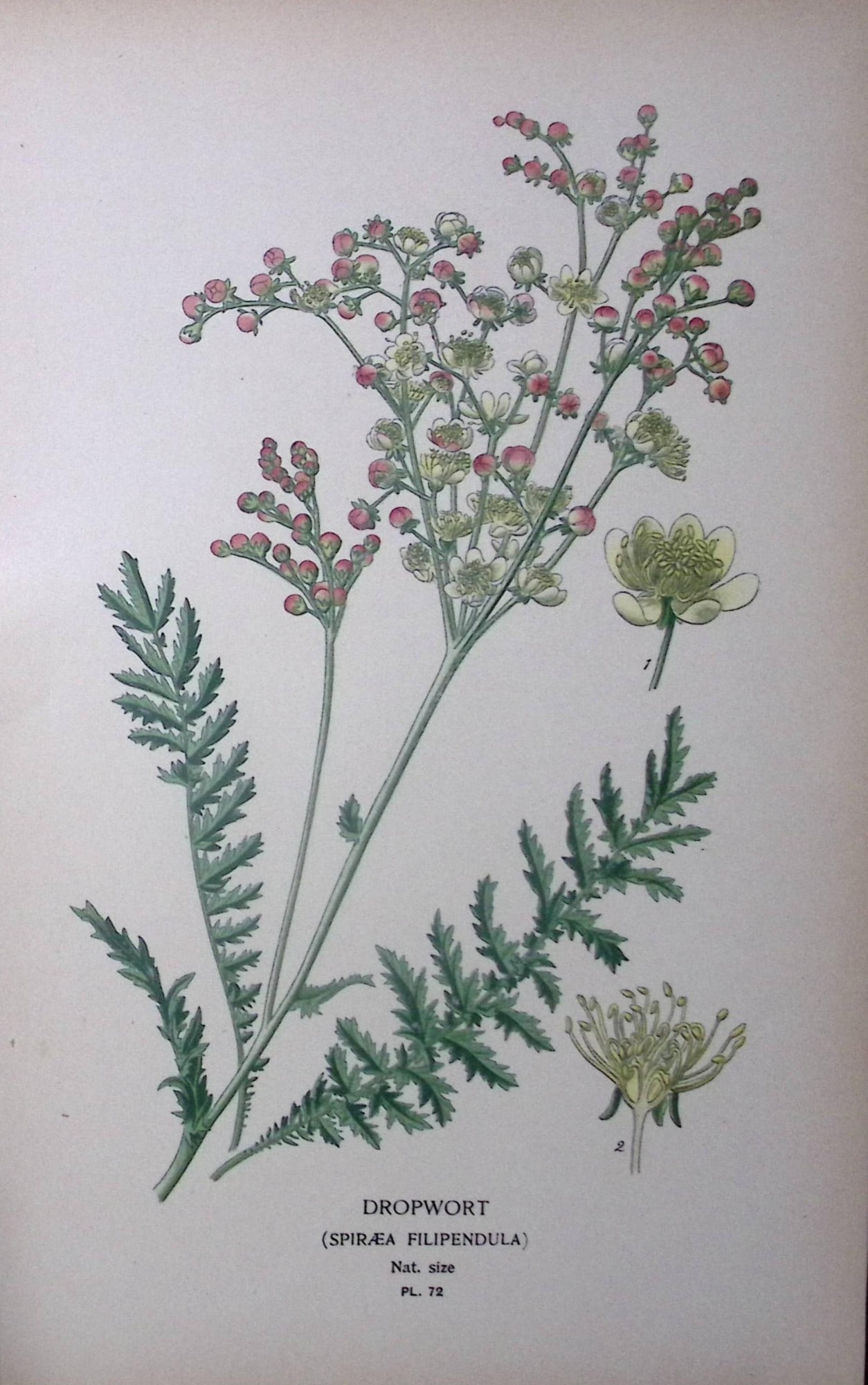 Dropwort Edward Step Rare Antique Botanical Book Plate-72: Title: Dropwort Edward Step Rare Antique Botanical Book Plate-72 Description: This Rare Beautiful Chromolithograph Was Removed from a Circa 1897 Antique Edition of. The Favourite Flowers of Garden