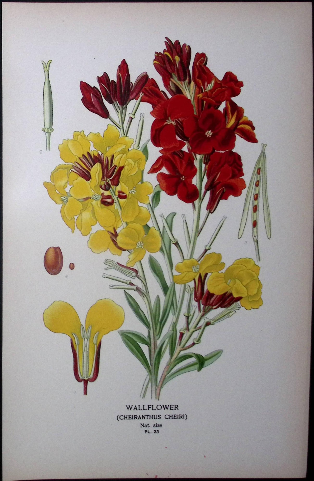 Wallflower Edward Step Rare Antique Botanical Book Plate-23: Title: Wallflower Edward Step Rare Antique Botanical Book Plate-23 Description: This Rare Beautiful Chromolithograph Was Removed from a Circa 1897 Antique Edition of. The Favourite Flowers of Garden