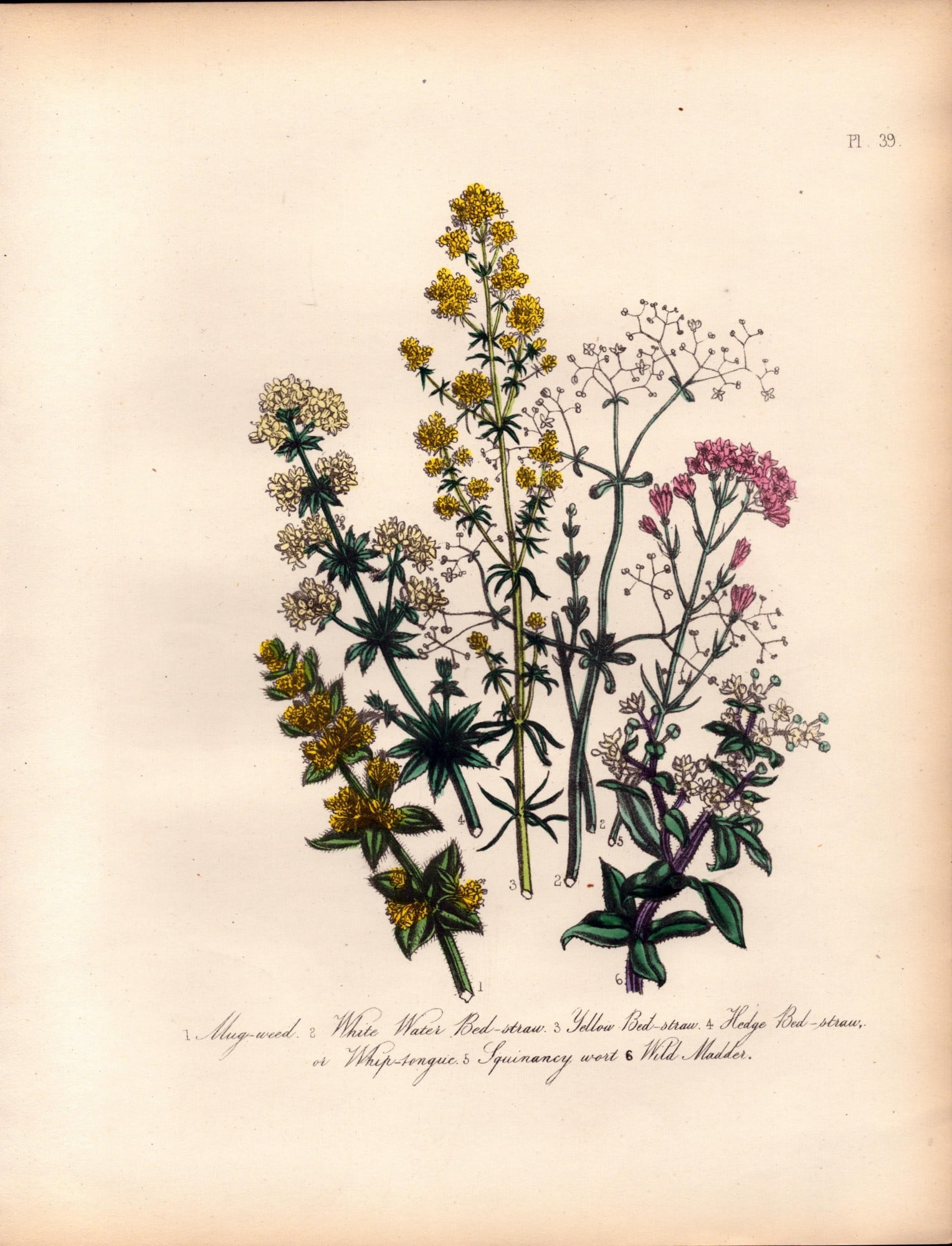 Rare 165-Yr-Old Antique Wildflower Gilt-Edged Illustration Jane Webb Loudon-39.: Title: Rare 165-Yr-Old Antique Wildflower Gilt-Edged Illustration Jane Webb Loudon-39. Description: Rare 165-Yr-Old Antique Wildflower Gilt-Edged Illustration Jane Webb Loudon. With Original Ha
