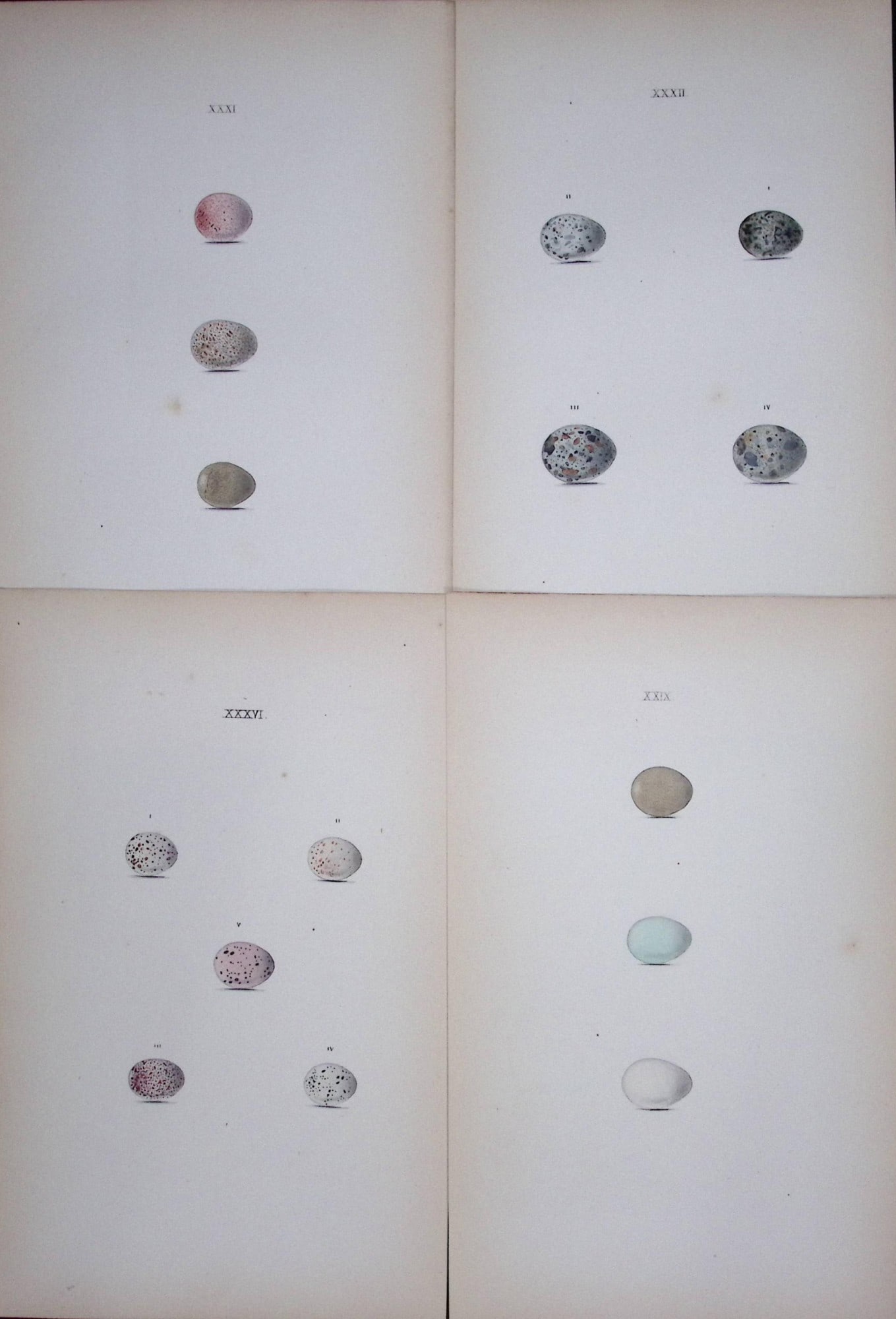 Warbler Bird Species -William Hewitson Job lot of Antique Hand-Coloured lithographs-7. (1 of 2)