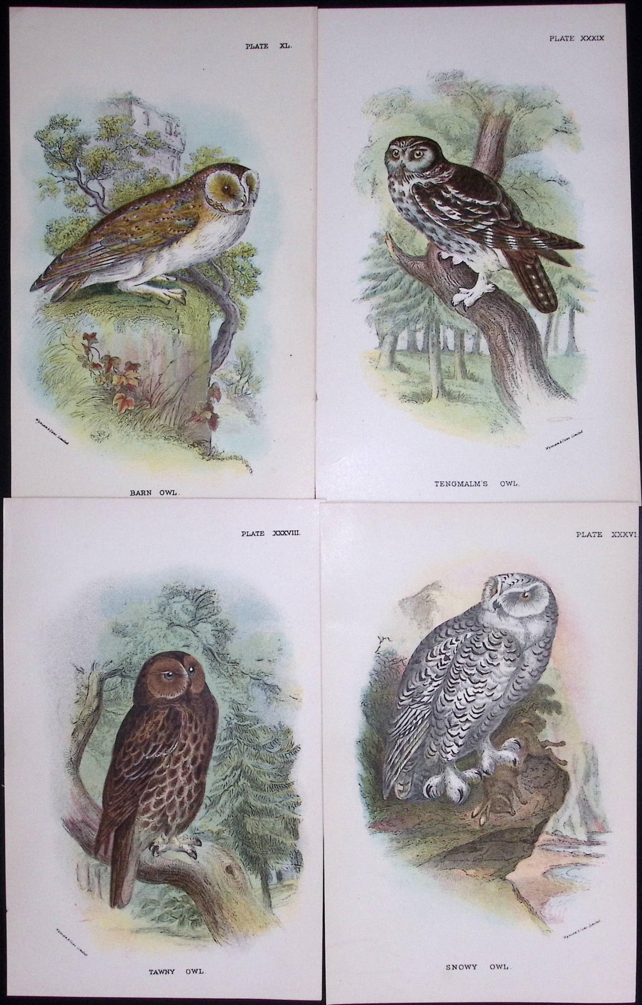 Job-Lot Lloyds Birds Barn, Tengmalm, Tawny, Snowy Owl 130 Yrs-Old Antique Engravings-5: Title: Job-Lot Lloyds Birds Barn, Tengmalm, Tawny, Snowy Owl 130 Yrs-Old Antique Engravings-5 Description: Job-Lot Lloyds Birds Barn, Tengmalm, Tawny, Snowy Owl 130 Yrs-Old Antique Engravings-5 These