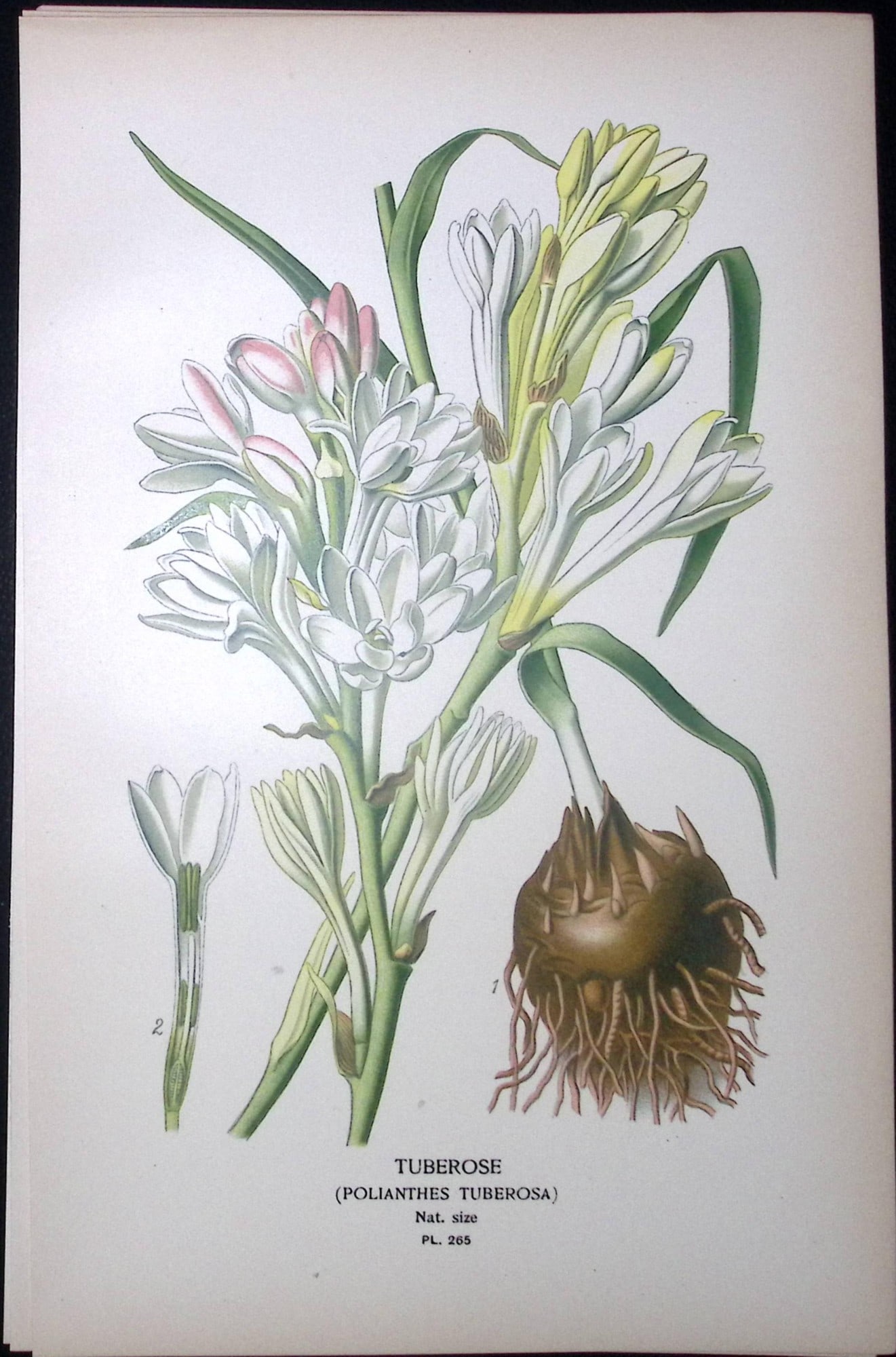 St Josephs Staff Edward Step Rare Antique Botanical Book Plate-265: Title: St Josephs Staff Edward Step Rare Antique Botanical Book Plate-265 Description: This Rare Beautiful Chromolithograph Was Removed from a Circa 1897 Antique Edition of. The Favourite Flowers of