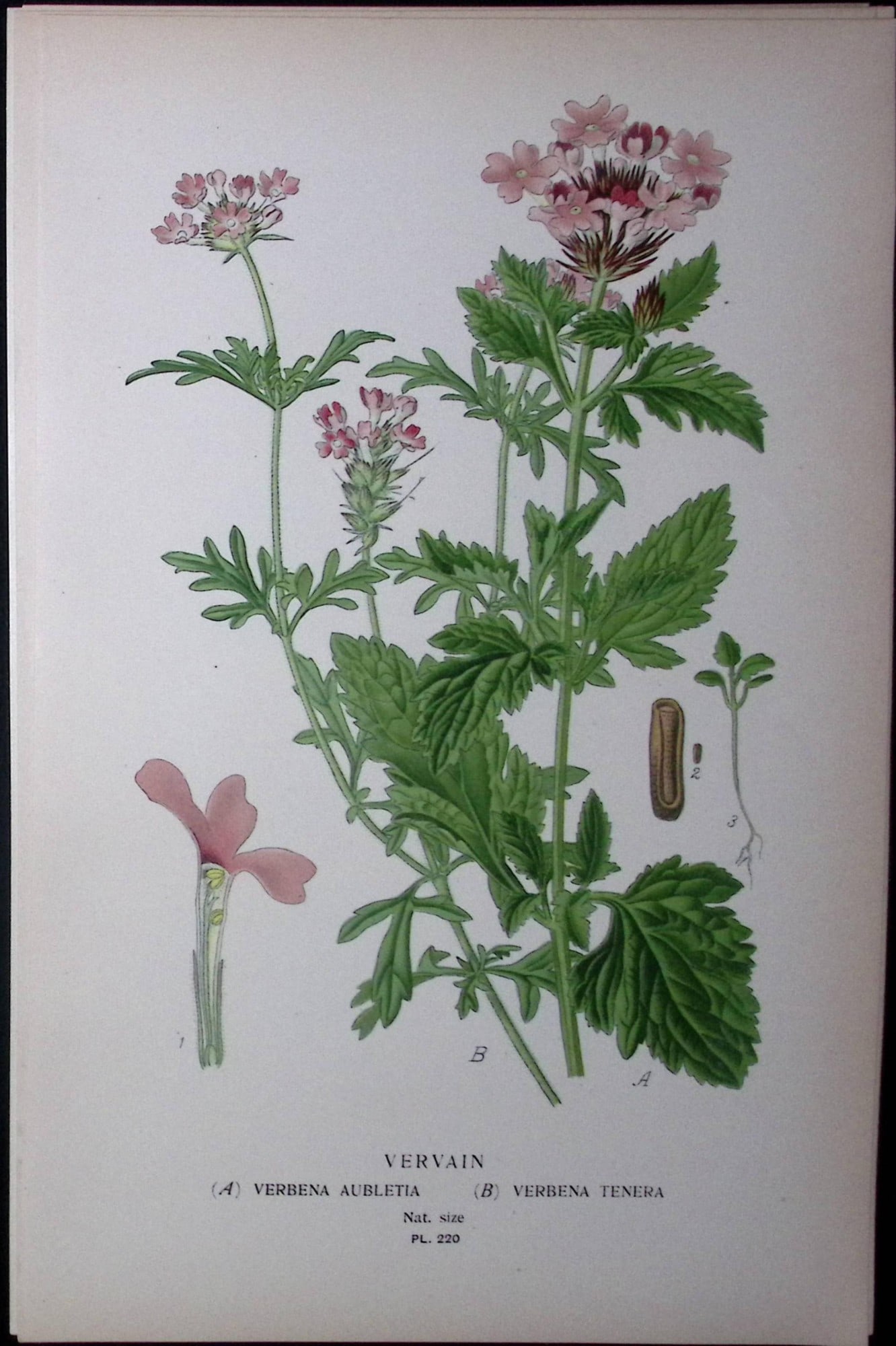 Vervain Edward Step Rare Antique Botanical Book Plate-220 (1 of 1)