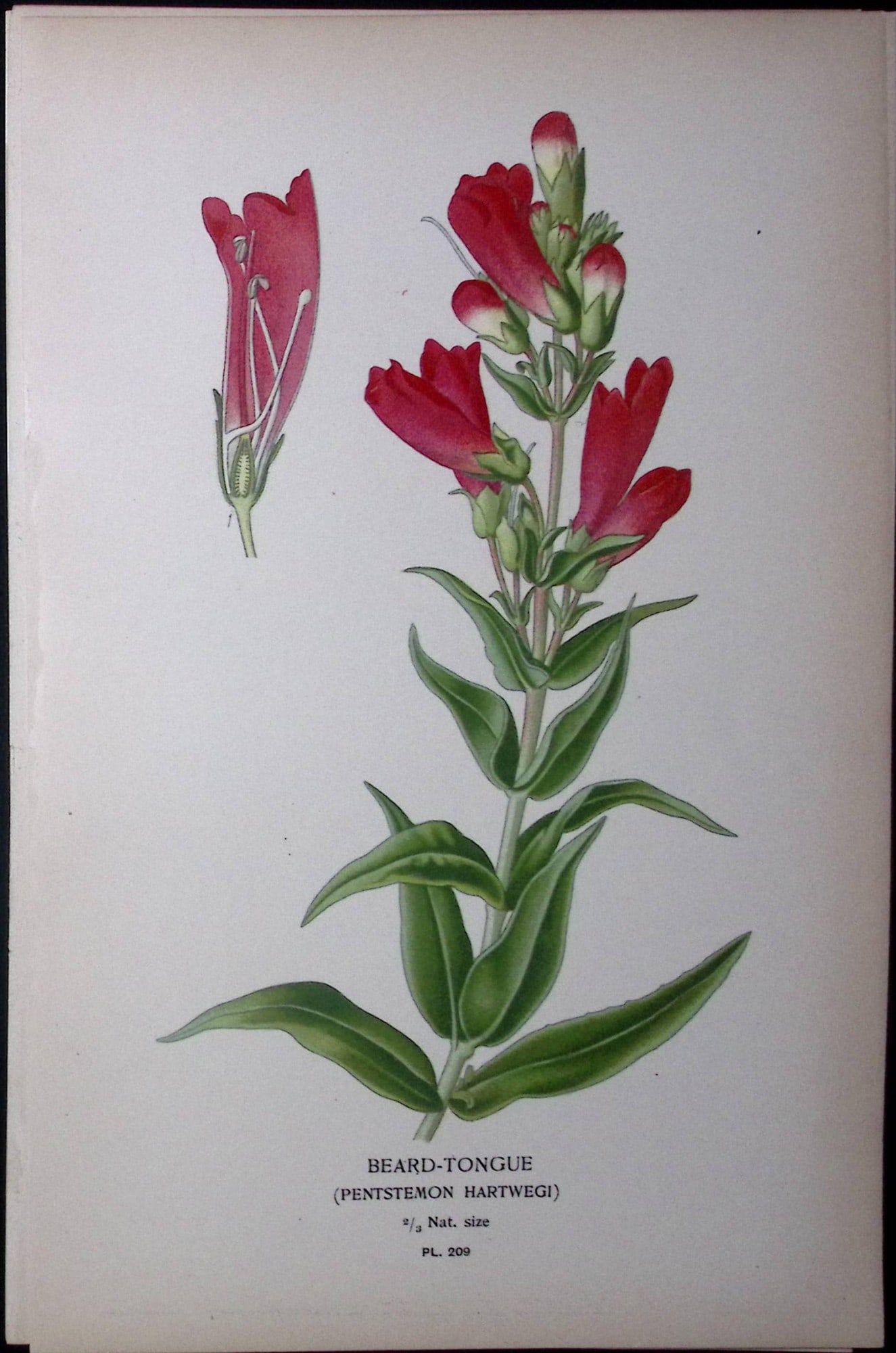 Beard-Tongue Edward Step Rare Antique Botanical Book Plate-209: Title: Beard-Tongue Edward Step Rare Antique Botanical Book Plate-209 Description: This Rare Beautiful Chromolithograph Was Removed from a Circa 1897 Antique Edition of. The Favourite Flowers of