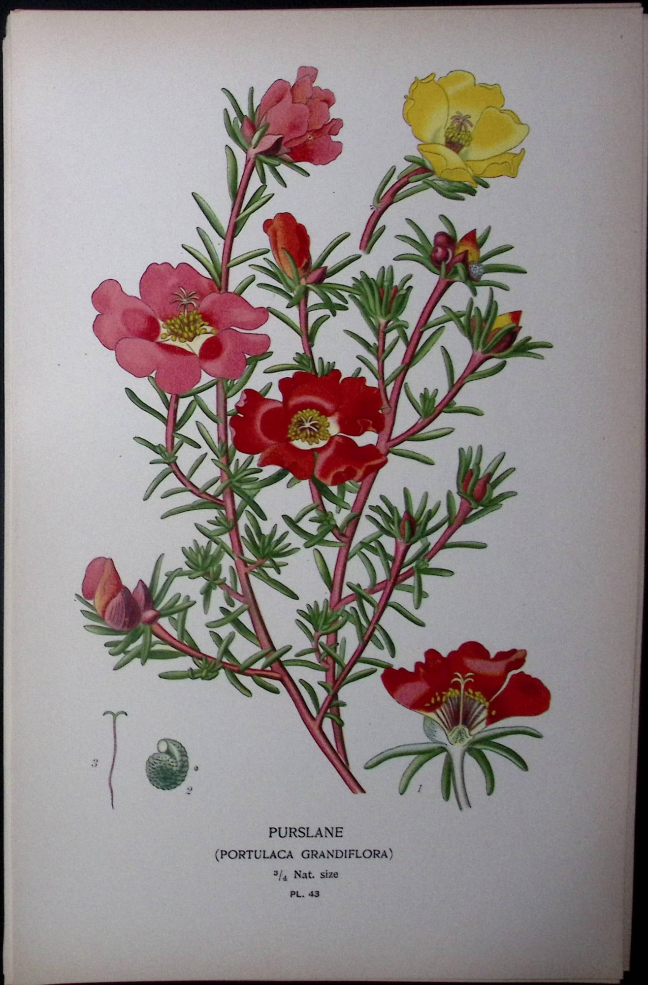 Purslane Edward Step Rare Antique Botanical Book Plate-43: Title: Purslane Edward Step Rare Antique Botanical Book Plate-43 Description: This Rare Beautiful Chromolithograph Was Removed from a Circa 1897 Antique Edition of. The Favourite Flowers of Garden