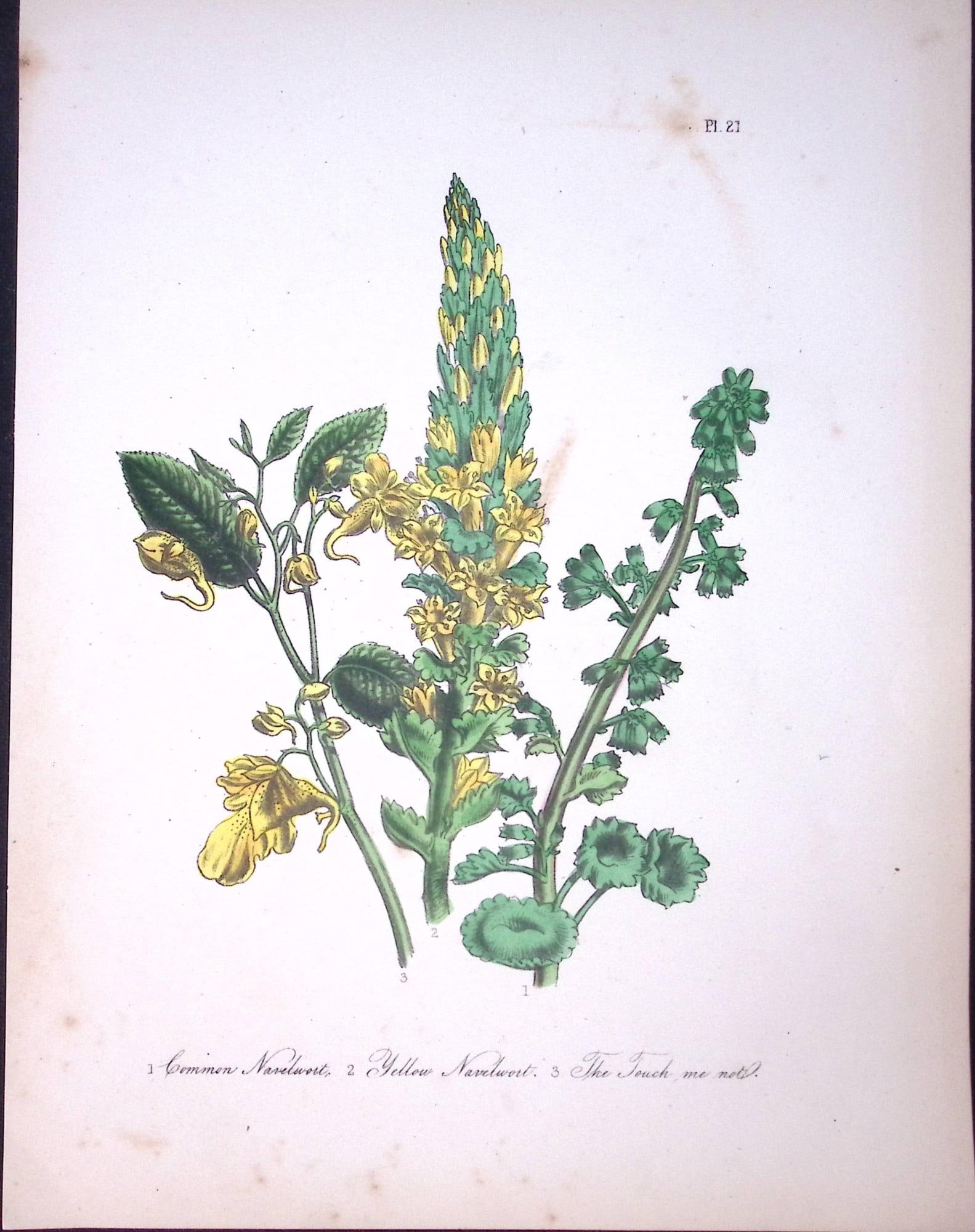 Rare 165-Yr-Old Antique Wildflower Gilt-Edged Illustration Jane Webb Loudon-21-A: Title: Rare 165-Yr-Old Antique Wildflower Gilt-Edged Illustration Jane Webb Loudon-21-A Description: Rare 165-Yr-Old Antique Wildflower Gilt-Edged Illustration Jane Webb Loudon. With Original