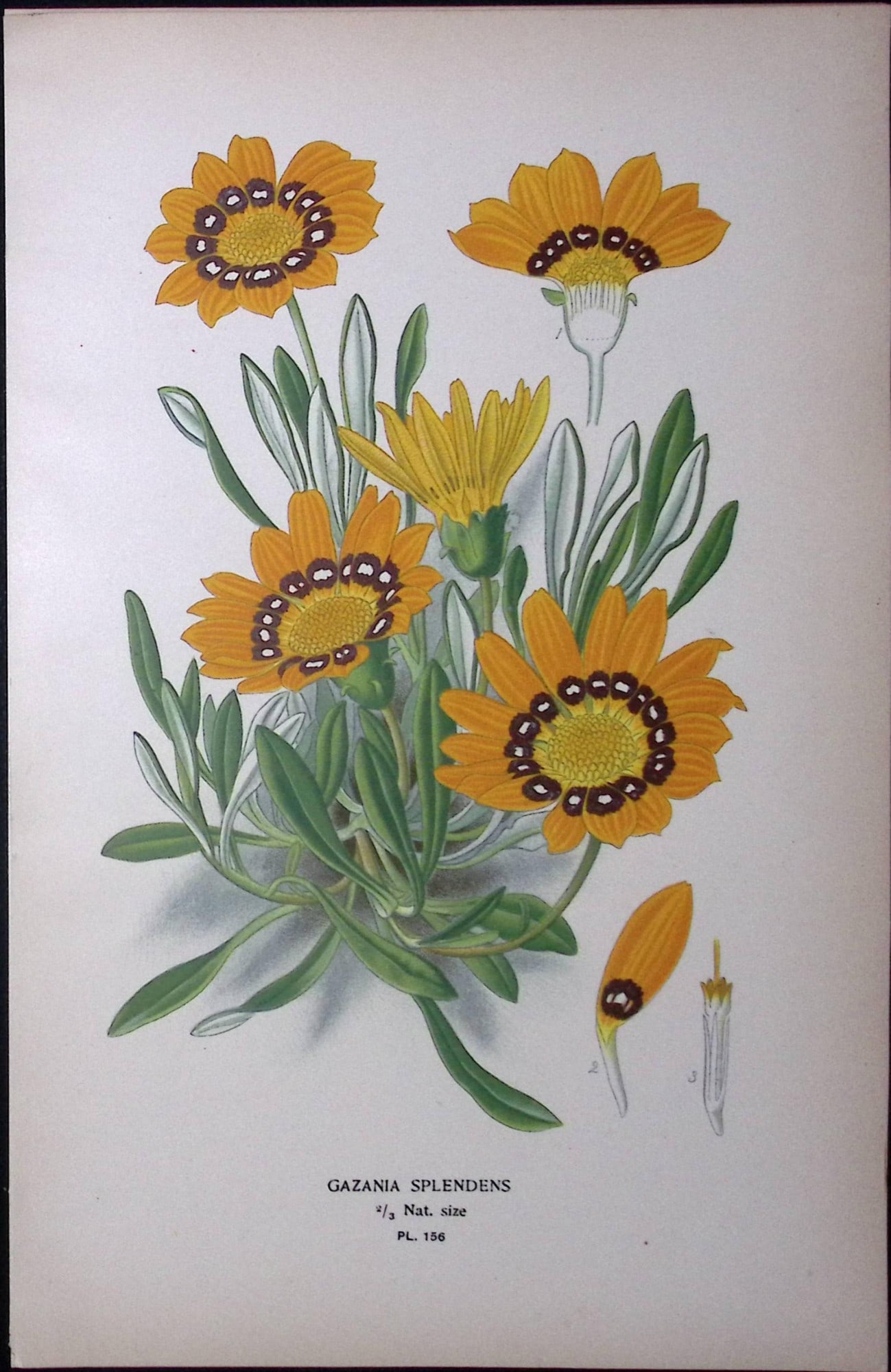 Gazania Splendens Edward Step Rare Antique Botanical Book Plate-156: Title: Gazania Splendens Edward Step Rare Antique Botanical Book Plate-156 Description: This Rare Beautiful Chromolithograph Was Removed from a Circa 1897 Antique Edition of. The Favourite Flowers of