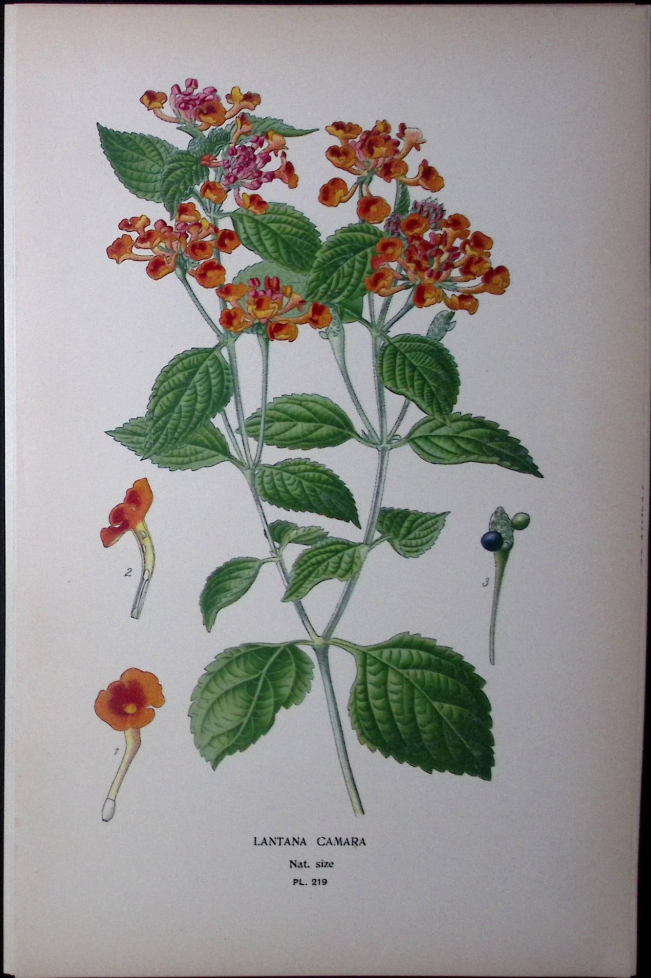 Lantana Camara Edward Step Rare Antique Botanical Book Plate-219: Title: Lantana Camara Edward Step Rare Antique Botanical Book Plate-219 Description: This Rare Beautiful Chromolithograph Was Removed from a Circa 1897 Antique Edition of. The Favourite Flowers of