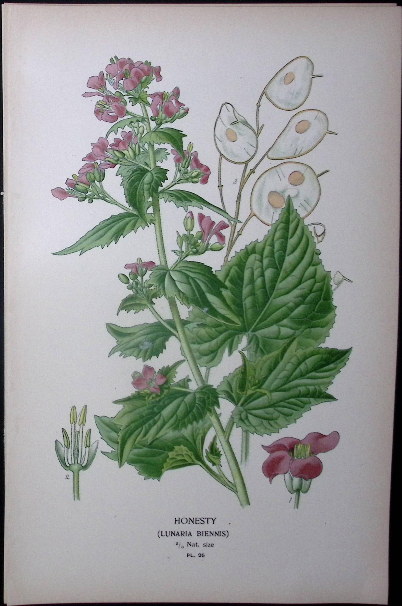 Honesty Flower Edward Step Rare Antique Botanical Book Plate-26: Title: Honesty Flower Edward Step Rare Antique Botanical Book Plate-26 Description: This Rare Beautiful Chromolithograph Was Removed from a Circa 1897 Antique Edition of. The Favourite Flowers of
