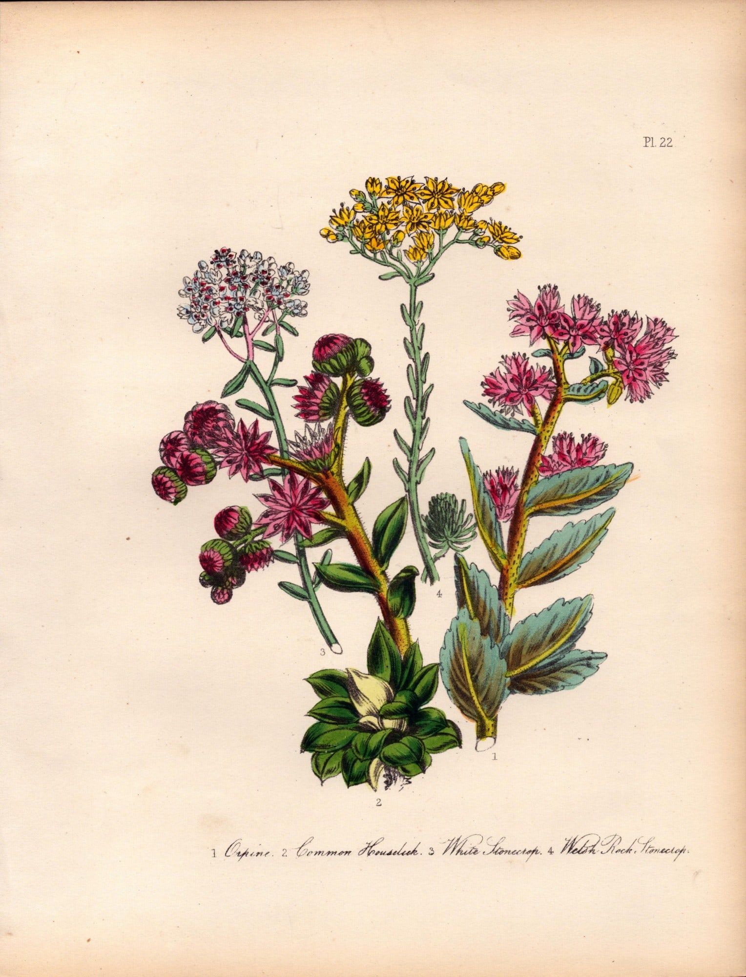 165-Yr-Old Antique Wildflower Gilt-Edged Illustration Jane Webb Loudon-22: Title: 165-Yr-Old Antique Wildflower Gilt-Edged Illustration Jane Webb Loudon-22 Description: Rare 165-Yr-Old Antique Wildflower Gilt-Edged Illustration Jane Webb Loudon. With Original