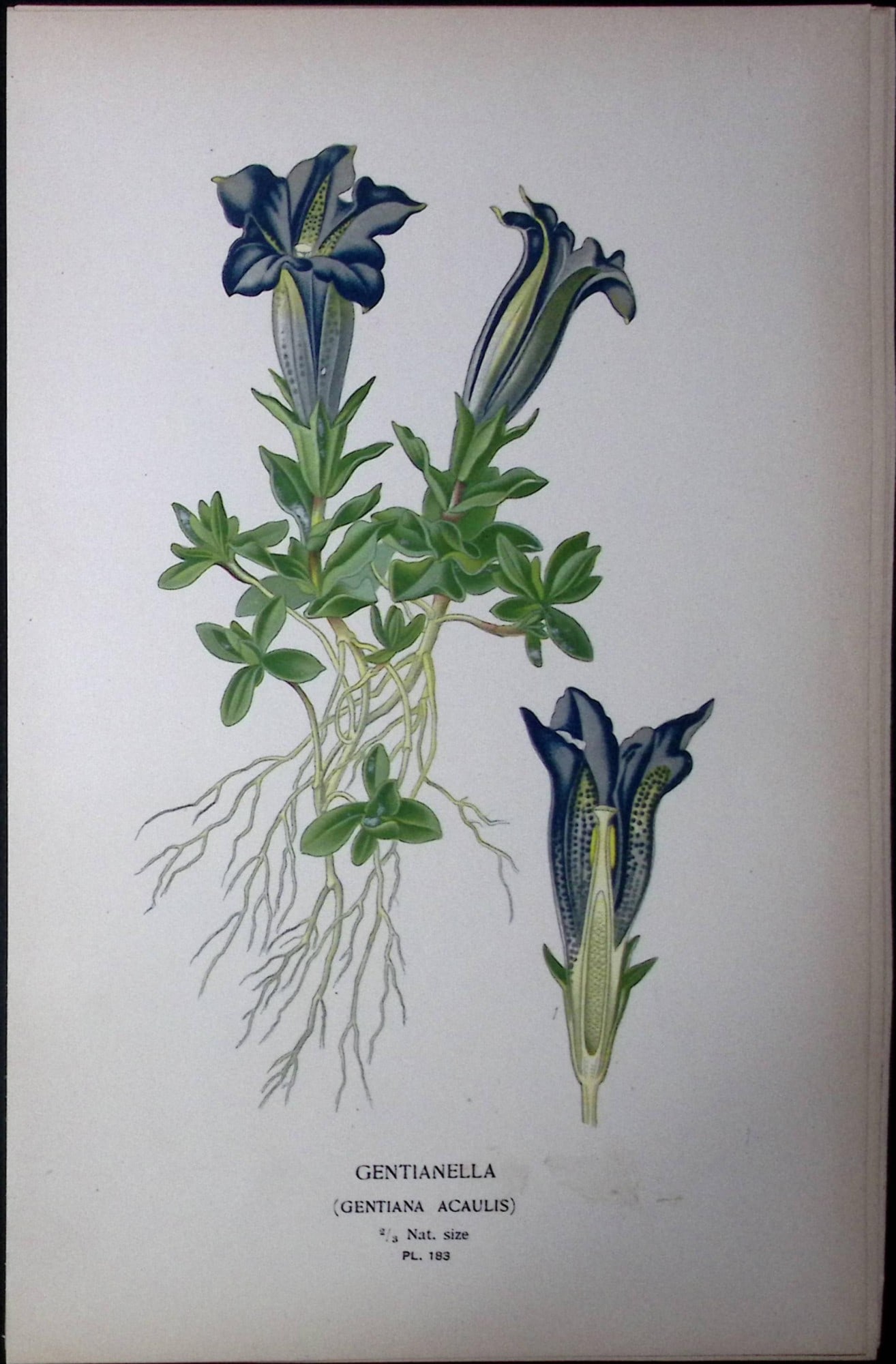 Gentinella Flower Edward Step Rare Antique Botanical Book Plate-183: Title: Gentinella Flower Edward Step Rare Antique Botanical Book Plate-183 Description: This Rare Beautiful Chromolithograph Was Removed from a Circa 1897 Antique Edition of. The Favourite Flowers of