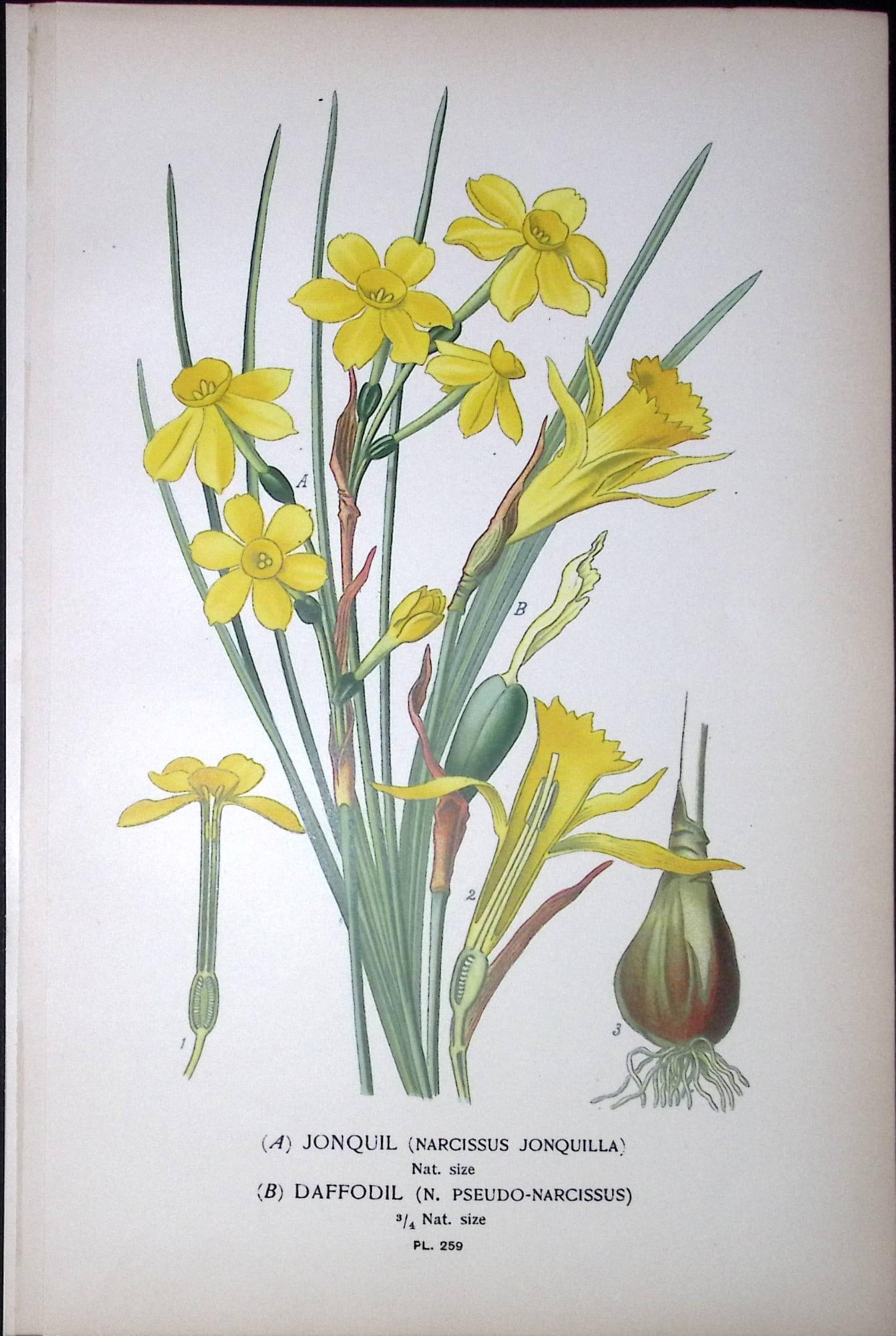 Jonquil Daffodil Edward Step Rare Antique Botanical Book Plate-259: Title: Jonquil Daffodil Edward Step Rare Antique Botanical Book Plate-259 Description: This Rare Beautiful Chromolithograph Was Removed from a Circa 1897 Antique Edition of. The Favourite Flowers of