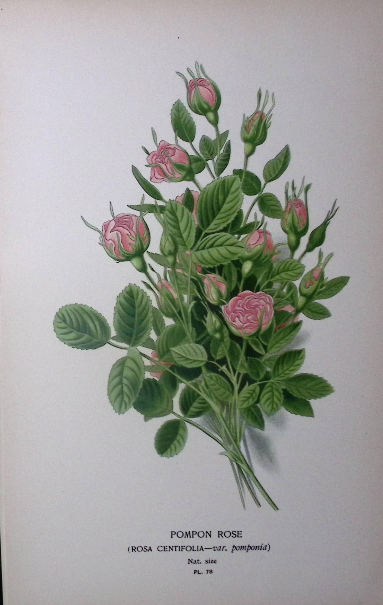 Pompon Rose Edward Step Rare Antique Botanical Book Plate-78: Title: Pompon Rose Edward Step Rare Antique Botanical Book Plate-78 Description: This Rare Beautiful Chromolithograph Was Removed from a Circa 1897 Antique Edition of. The Favourite Flowers of Garden