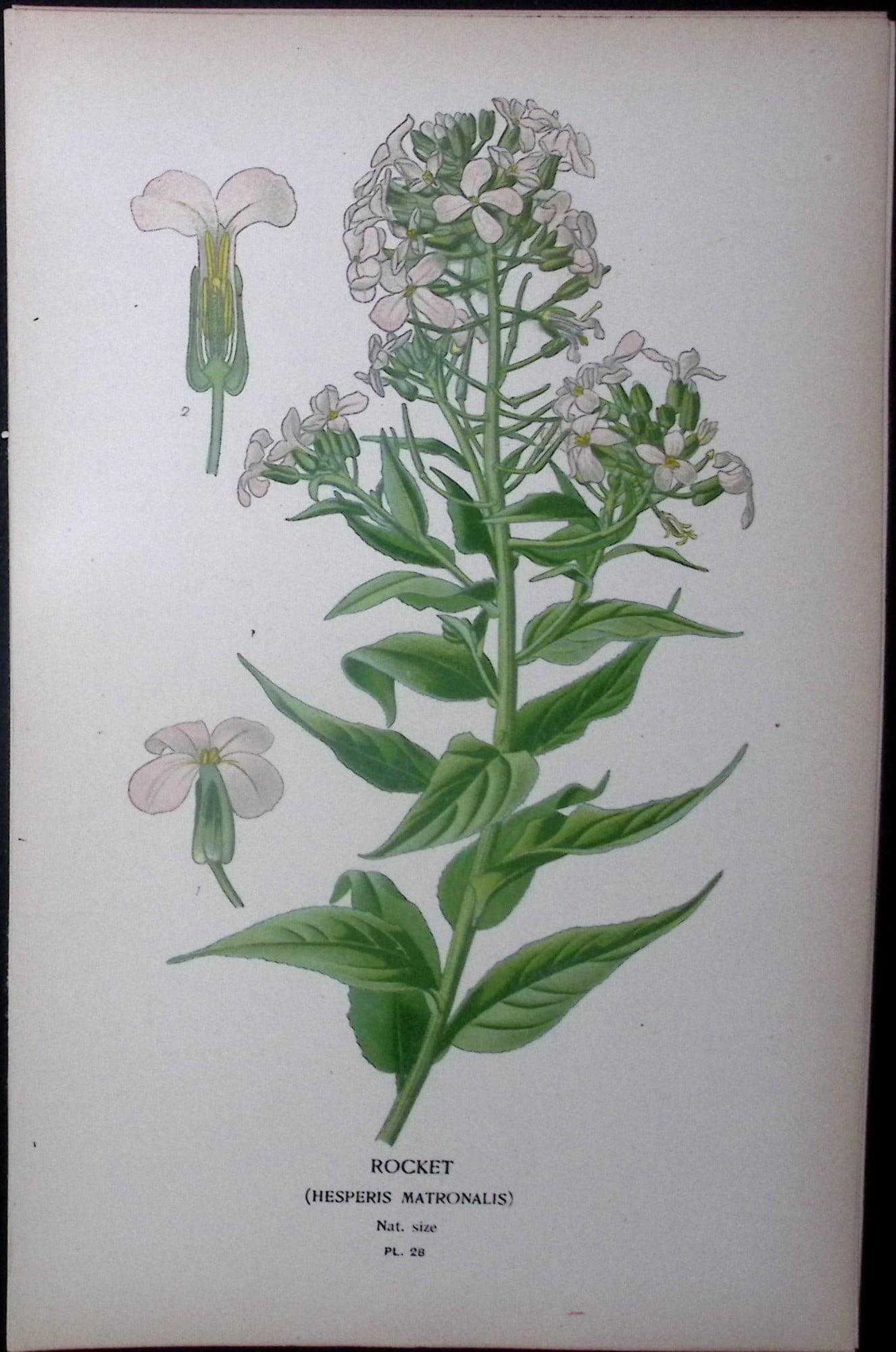 Rocket Flower Edward Step Rare Antique Botanical Book Plate-28: Title: Rocket Flower Edward Step Rare Antique Botanical Book Plate-28 Description: This Rare Beautiful Chromolithograph Was Removed from a Circa 1897 Antique Edition of. The Favourite Flowers of