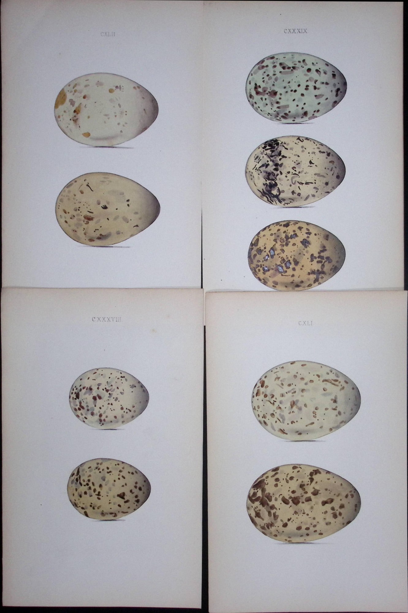 The Gull Family Species-William Hewitson Joblot of Antique Hand-Coloured lithographs-12: Title: The Gull Family Species-William Hewitson Joblot of Antique Hand-Coloured lithographs-12 Description: The Gull Family Species-William Hewitson Joblot of Antique Hand-Coloured