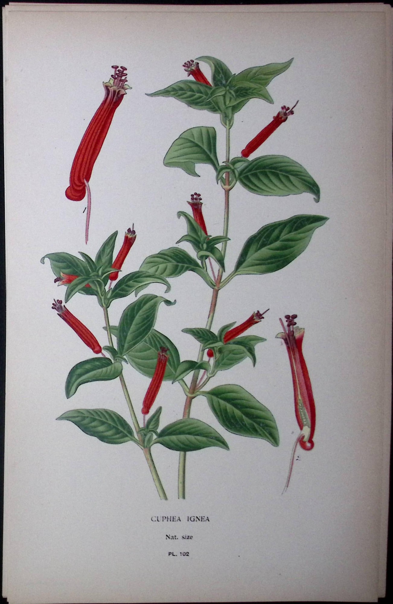 Cuphea Ignea Edward Step Rare Antique Botanical Book Plate-102: Title: Cuphea Ignea Edward Step Rare Antique Botanical Book Plate-102 Description: This Rare Beautiful Chromolithograph Was Removed from a Circa 1897 Antique Edition of. The Favourite Flowers of