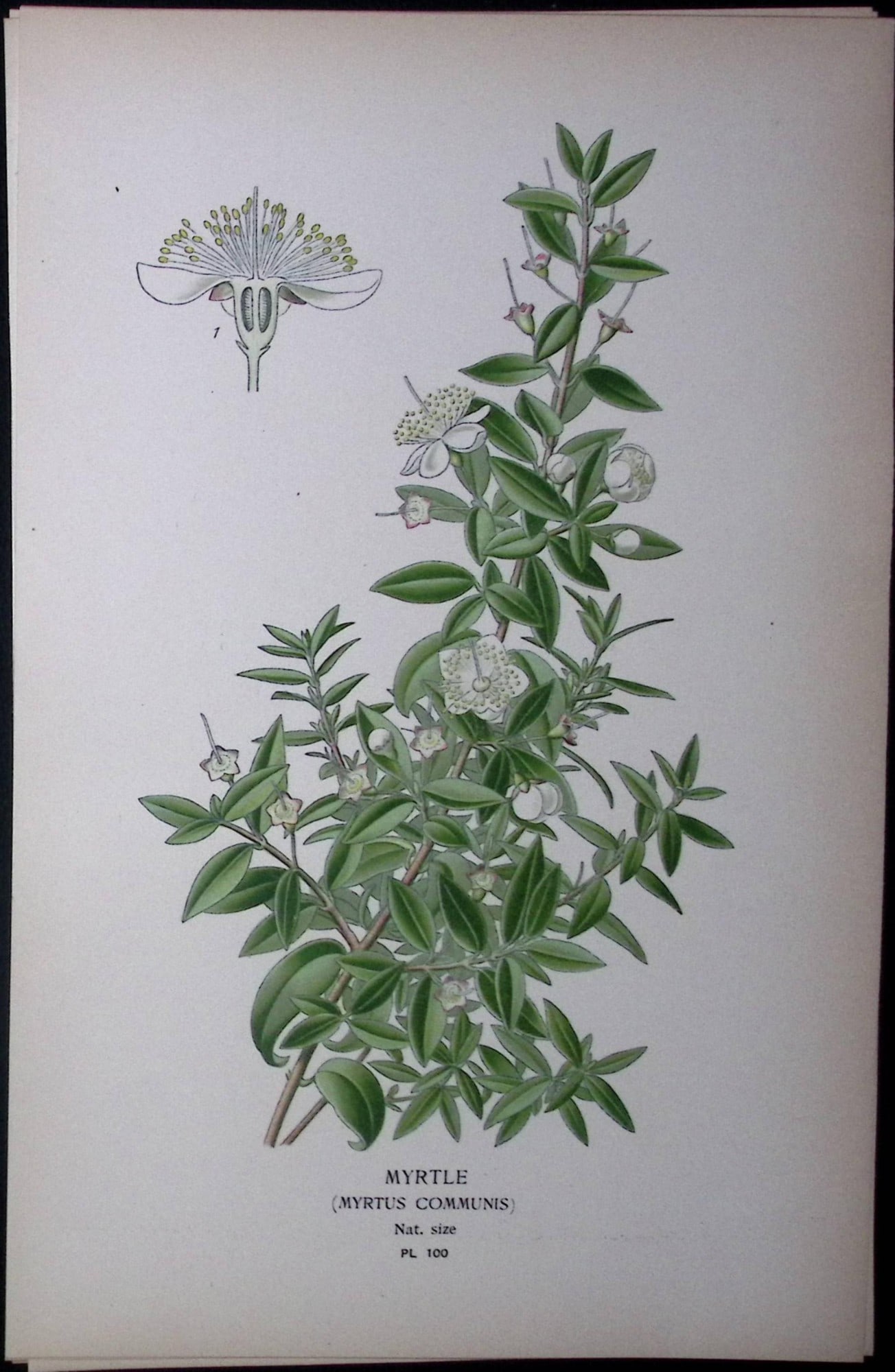 Myrtle Edward Step Rare Antique Botanical Book Plate-100: Title: Myrtle Edward Step Rare Antique Botanical Book Plate-100 Description: This Rare Beautiful Chromolithograph Was Removed from a Circa 1897 Antique Edition of. The Favourite Flowers of Garden and