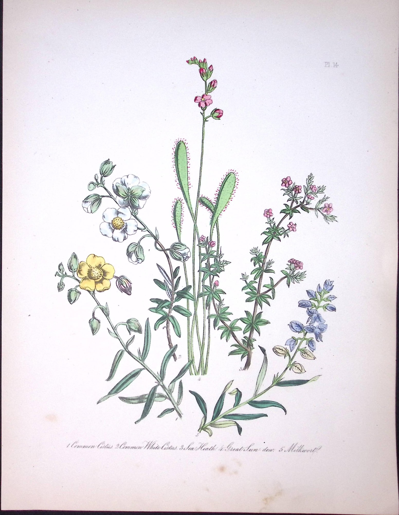 Rare 165-Yr-Old Antique Wildflower Gilt-Edged Illustration Jane Webb Loudon -14-A: Title: Rare 165-Yr-Old Antique Wildflower Gilt-Edged Illustration Jane Webb Loudon -14-A Description: Rare 165-Yr-Old Antique Wildflower Gilt-Edged Illustration Jane Webb Loudon. With Original