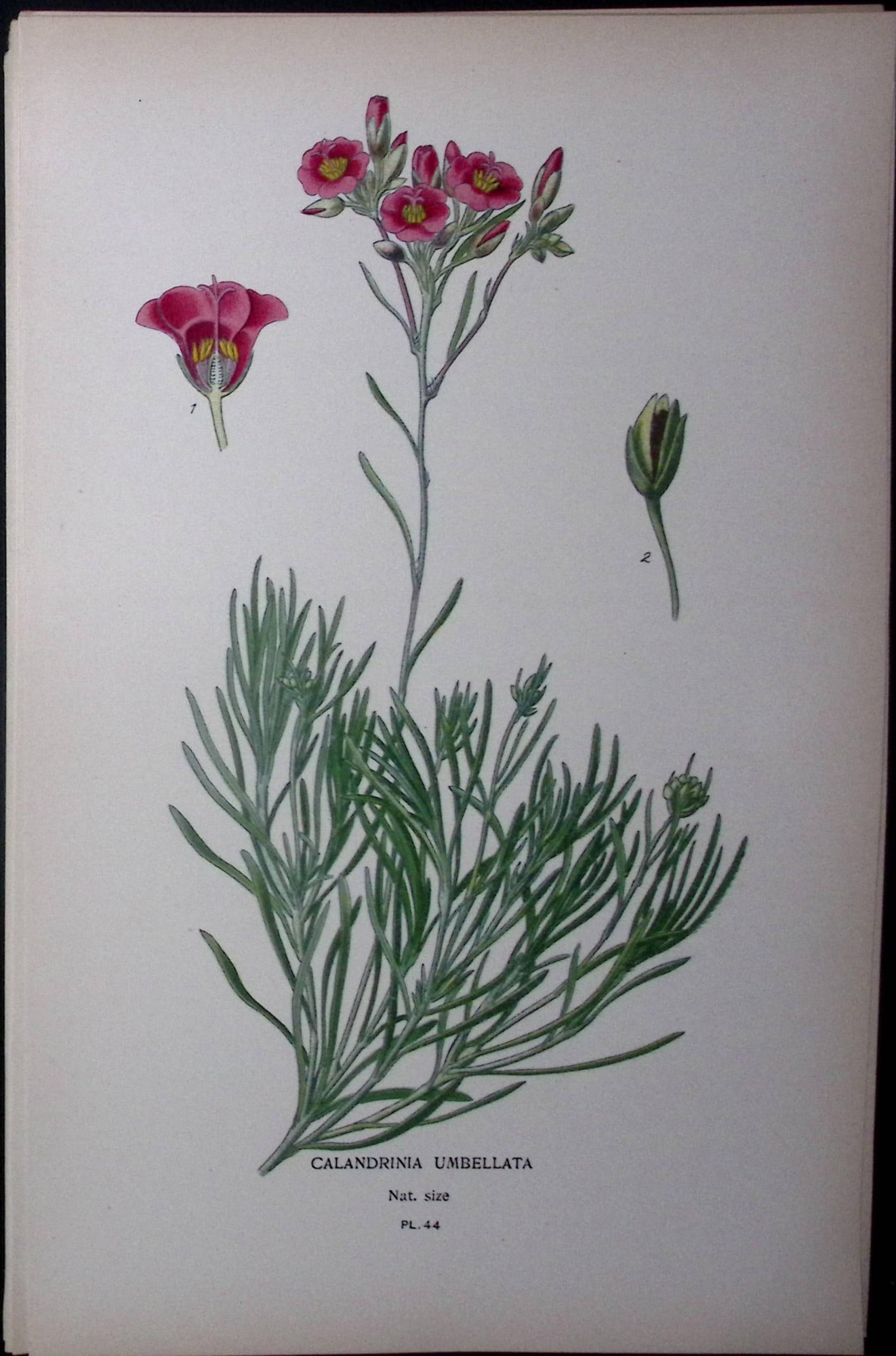 Rock Purslane Edward Step Rare Antique Botanical Book Plate-44: Title: Rock Purslane Edward Step Rare Antique Botanical Book Plate-44 Description: This Rare Beautiful Chromolithograph Was Removed from a Circa 1897 Antique Edition of. The Favourite Flowers of