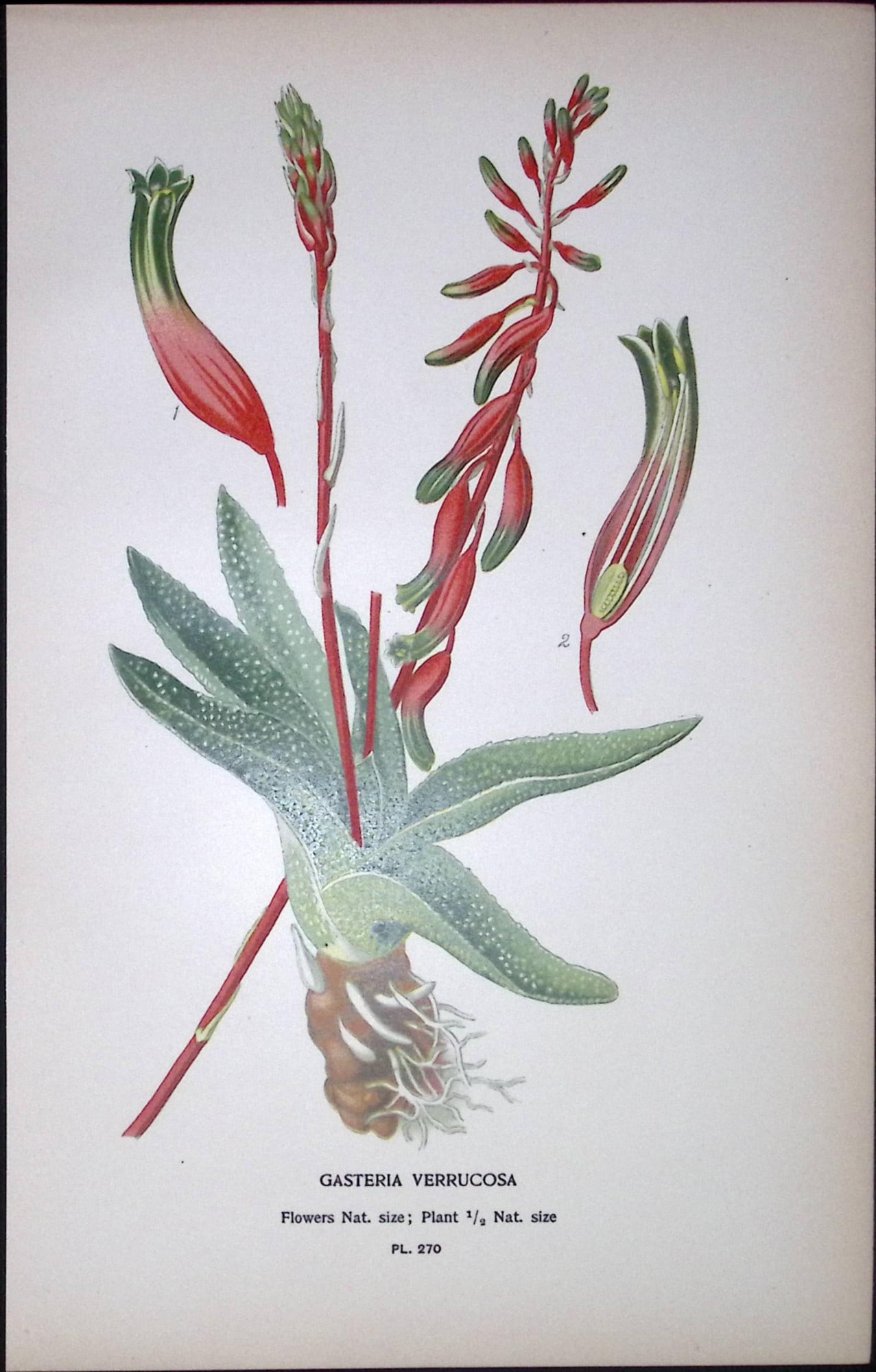Cow’s Tongue Plant Edward Step Rare Antique Botanical Book Plate-270: Title: Cow’s Tongue Plant Edward Step Rare Antique Botanical Book Plate-270 Description: This Rare Beautiful Chromolithograph Was Removed from a Circa 1897 Antique Edition of. The Favouri