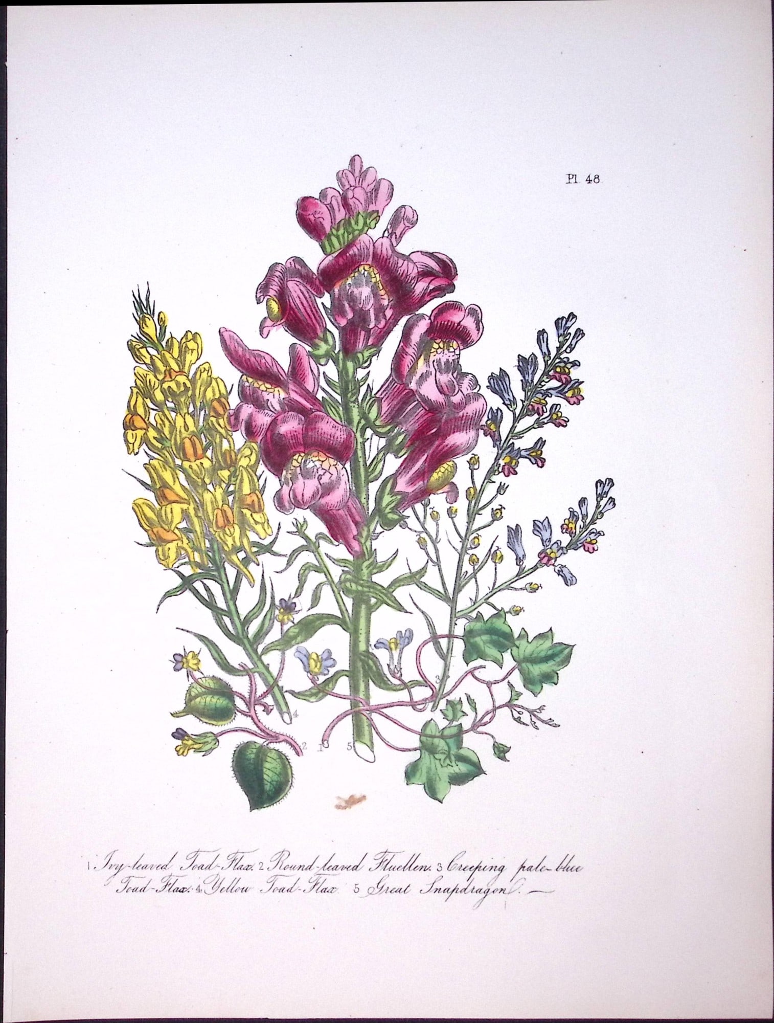 Rare 165-Yr-Old Antique Wildflower Gilt-Edged Illustration Jane Webb Loudon-48-A: Title: Rare 165-Yr-Old Antique Wildflower Gilt-Edged Illustration Jane Webb Loudon-48-A Description: Rare 165-Yr-Old Antique Wildflower Gilt-Edged Illustration Jane Webb Loudon-57. With