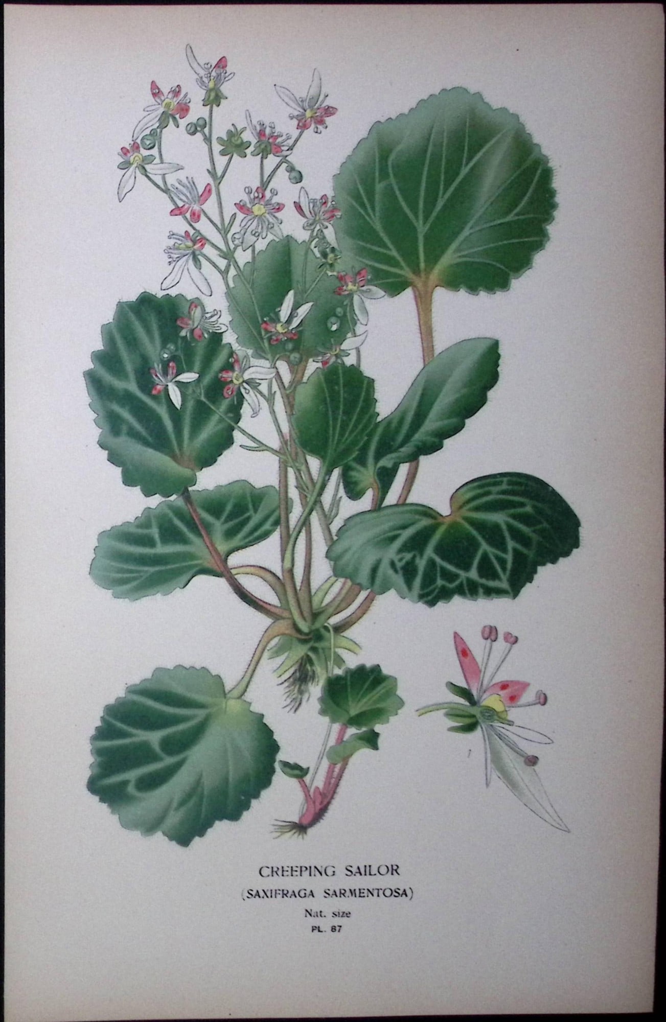 Creeping Sailor Edward Step Rare Antique Botanical Book Plate-87: Title: Creeping Sailor Edward Step Rare Antique Botanical Book Plate-87 Description: This Rare Beautiful Chromolithograph Was Removed from a Circa 1897 Antique Edition of. The Favourite Flowers of