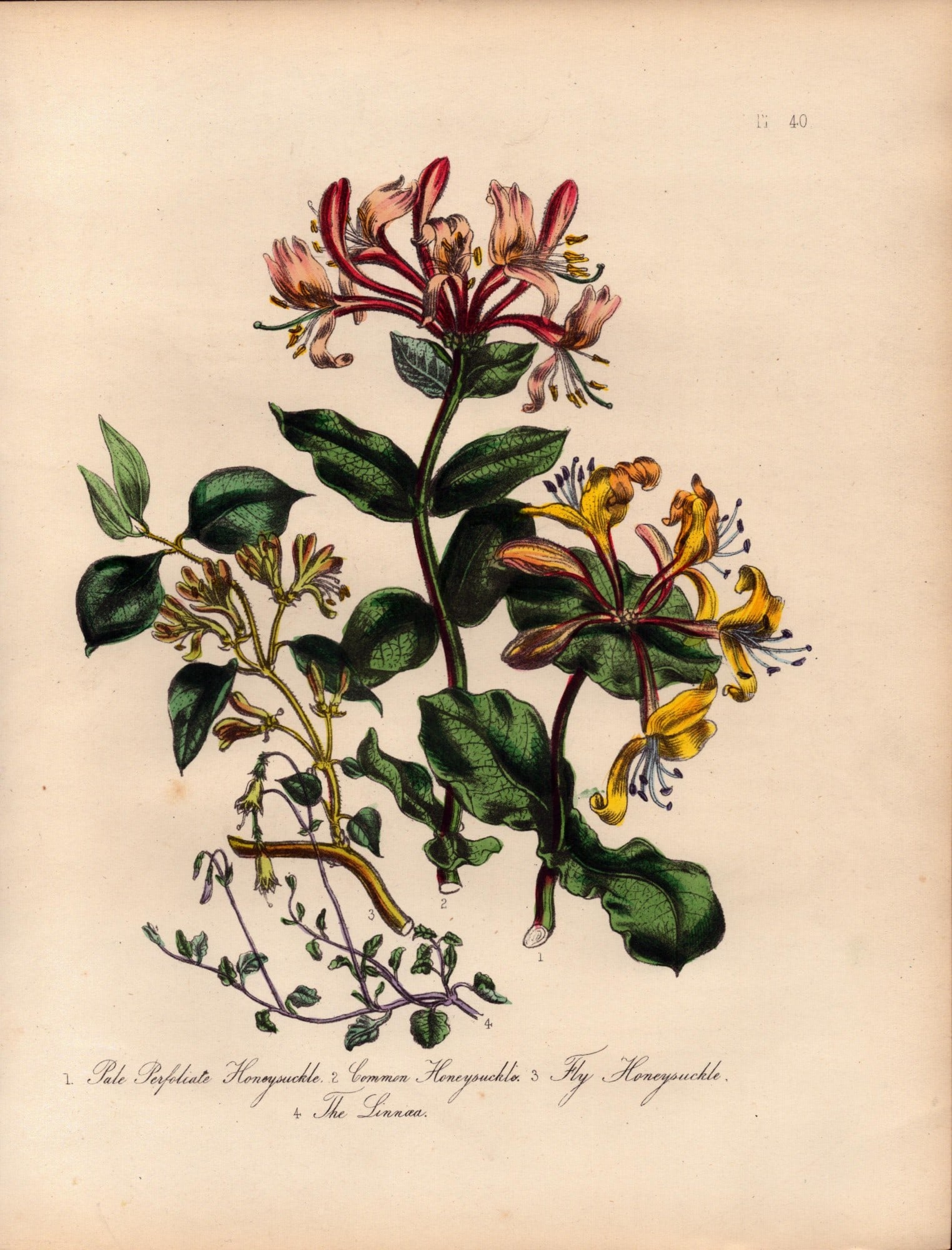 Rare 165-Yr-Old Antique Wildflower Gilt-Edged Illustration Jane Webb Loudon-40.: Title: Rare 165-Yr-Old Antique Wildflower Gilt-Edged Illustration Jane Webb Loudon-40. Description: With Original Hand-Colouring from The Famed Series of British Wildflowers. By Jane Webb Louden