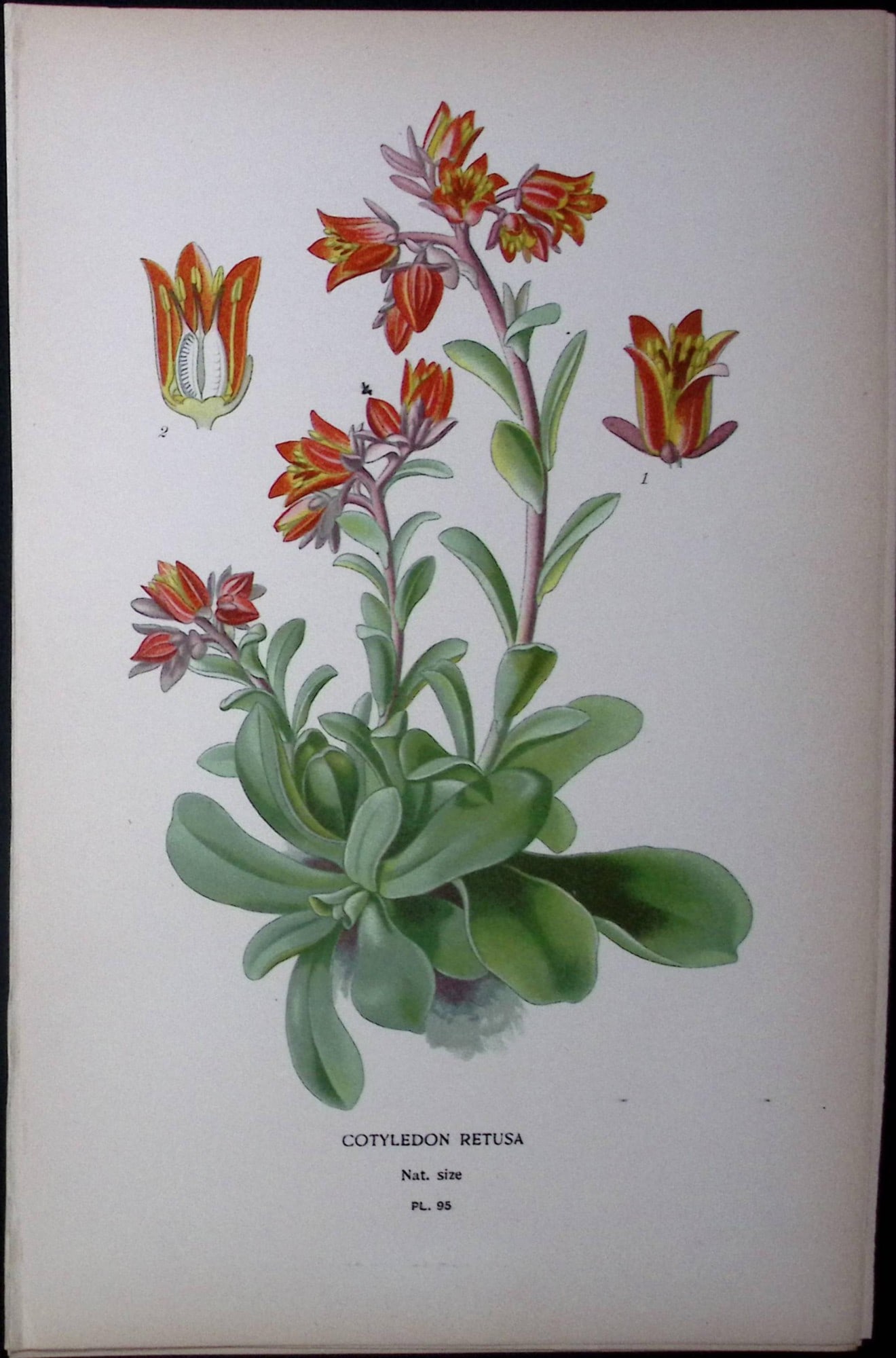Cotyledon Retusa Flower Edward Step Rare Antique Botanical Book Plate-95: Title: Cotyledon Retusa Flower Edward Step Rare Antique Botanical Book Plate-95 Description: This Rare Beautiful Chromolithograph Was Removed from a Circa 1897 Antique Edition of. The Favourite