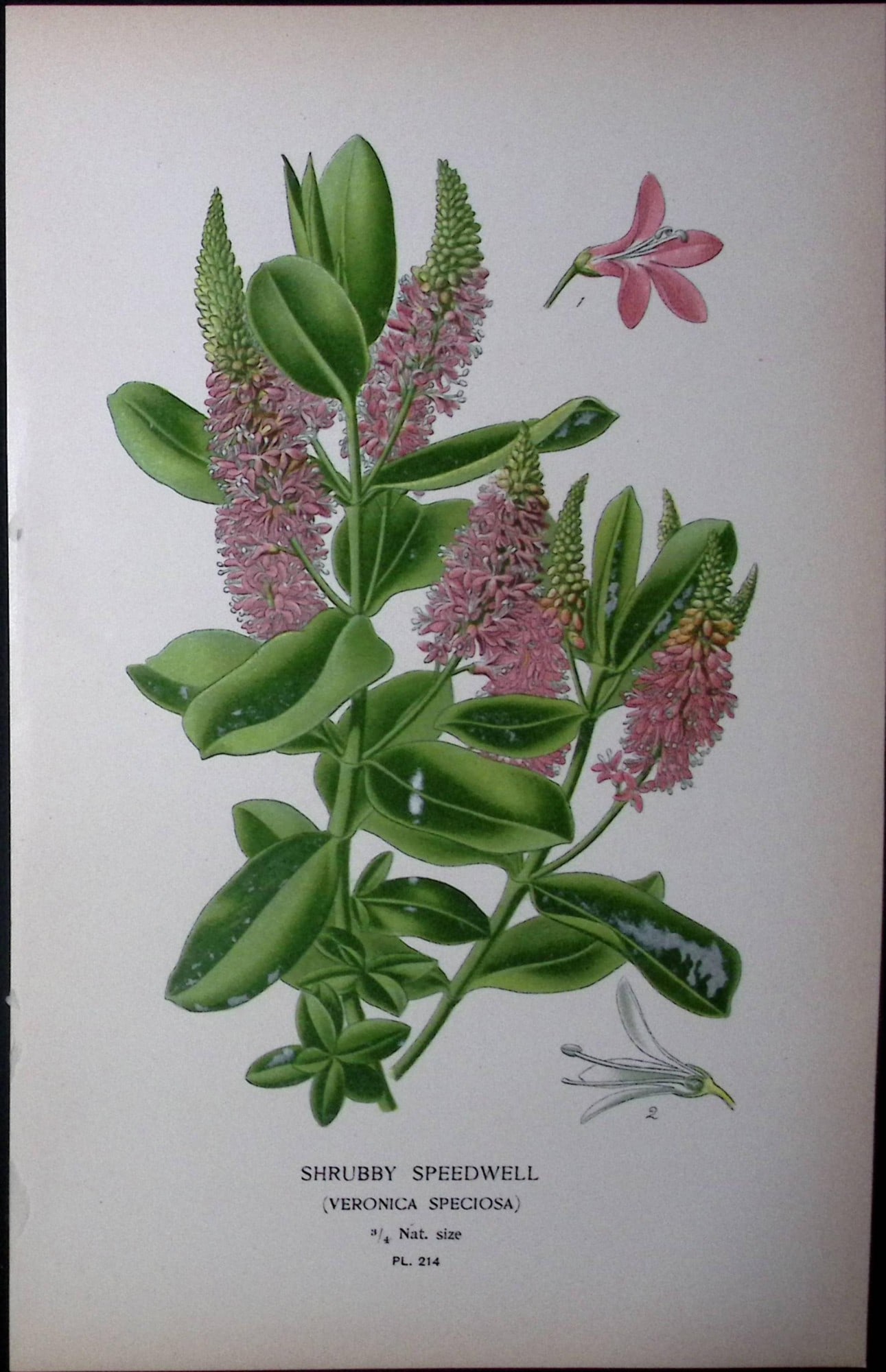 Shrubby Speedwell Edward Step Rare Antique Botanical Book Plate-214: Title: Shrubby Speedwell Edward Step Rare Antique Botanical Book Plate-214 Description: This Rare Beautiful Chromolithograph Was Removed from a Circa 1897 Antique Edition of. The Favourite Flowers of