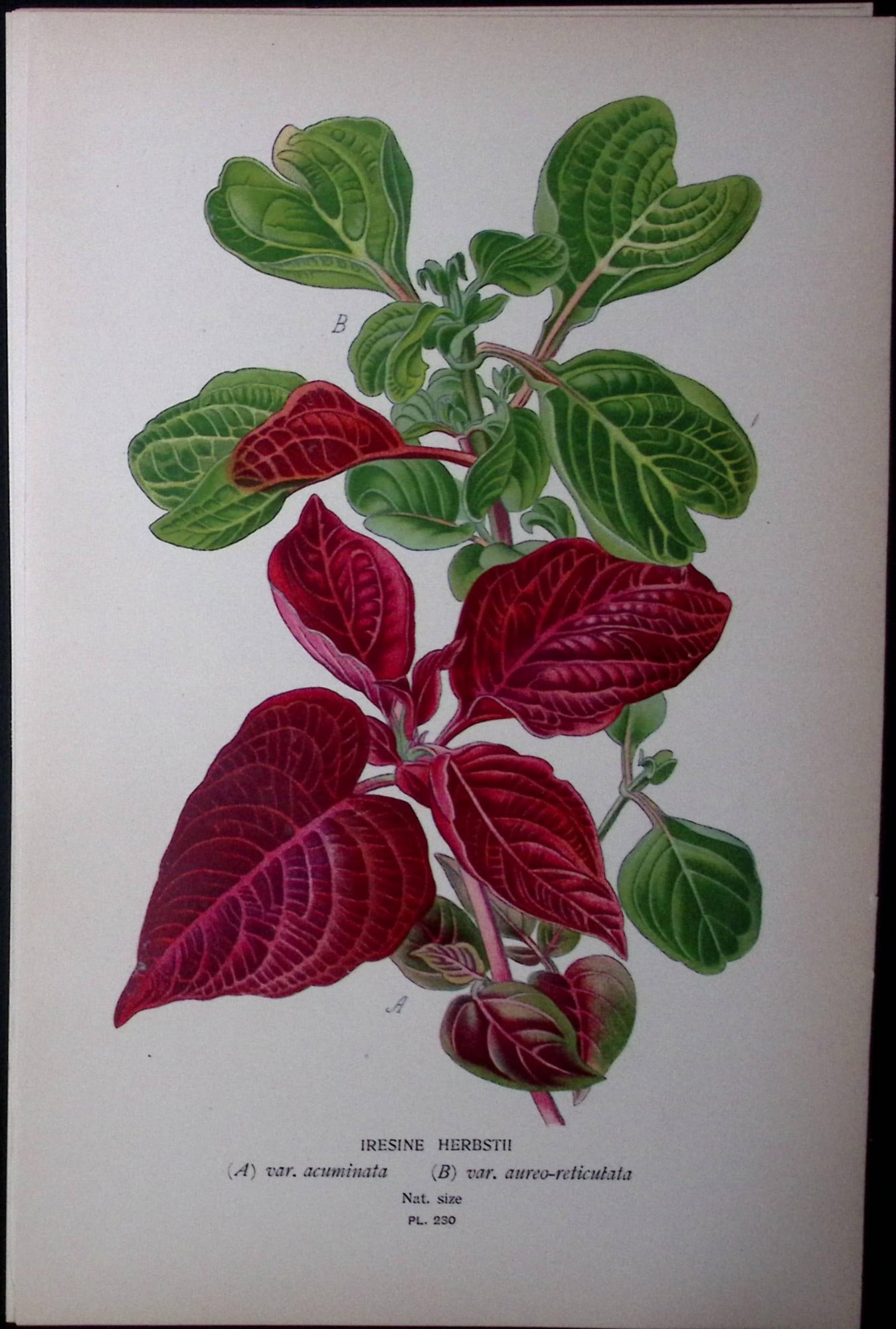 Beefsteak Plant Edward Step Rare Antique Botanical Book Plate-230: Title: Beefsteak Plant Edward Step Rare Antique Botanical Book Plate-230 Description: This Rare Beautiful Chromolithograph Was Removed from a Circa 1897 Antique Edition of. The Favourite Flowers of