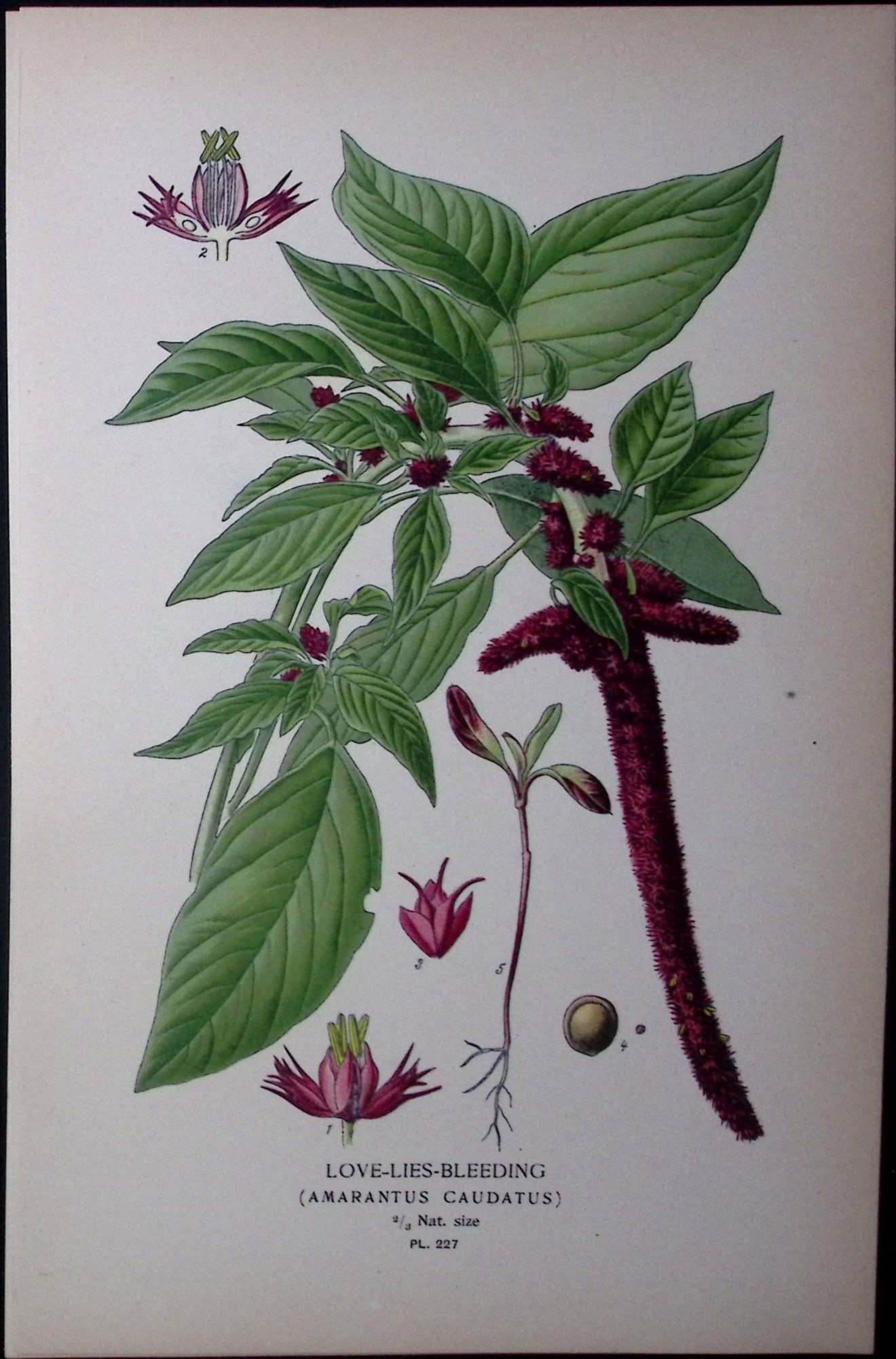 Love Lies Bleeding Edward Step Rare Antique Botanical Book Plate-227: Title: Love Lies Bleeding Edward Step Rare Antique Botanical Book Plate-227 Description: This Rare Beautiful Chromolithograph Was Removed from a Circa 1897 Antique Edition of. The Favourite Flowers