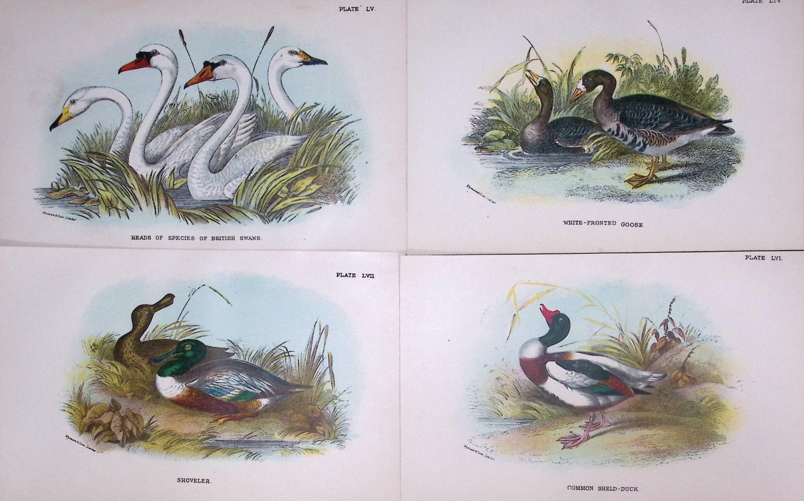 Job-Lot Lloyds Birds Swans, Goose, Shoveler, Duck 130 Yrs-Old Antique Engravings-2. (1 of 2)