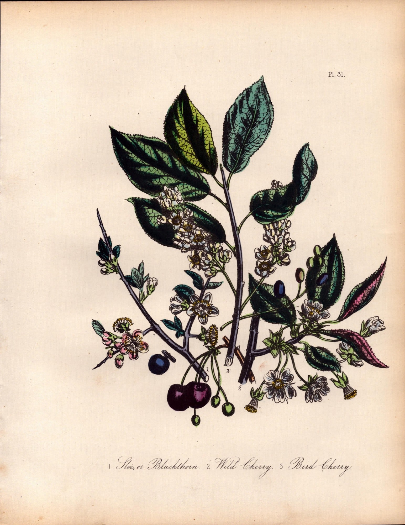 Rare 165-Yr-Old Antique Wildflower Gilt-Edged Illustration Jane Webb Loudon-31.: Title: Rare 165-Yr-Old Antique Wildflower Gilt-Edged Illustration Jane Webb Loudon-31. Description: Rare 165-Yr-Old Antique Wildflower Gilt-Edged Illustration Jane Webb Loudon. With Original