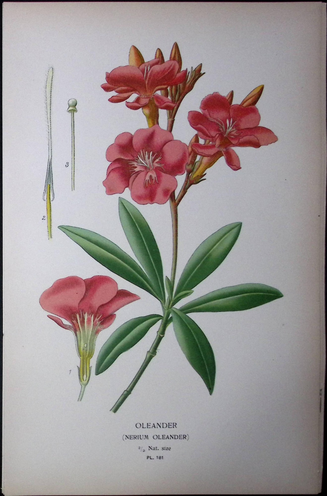 Oleander Flower Edward Step Rare Antique Botanical Book Plate-181: Title: Oleander Flower Edward Step Rare Antique Botanical Book Plate-181 Description: This Rare Beautiful Chromolithograph Was Removed from a Circa 1897 Antique Edition of. The Favourite Flowers of