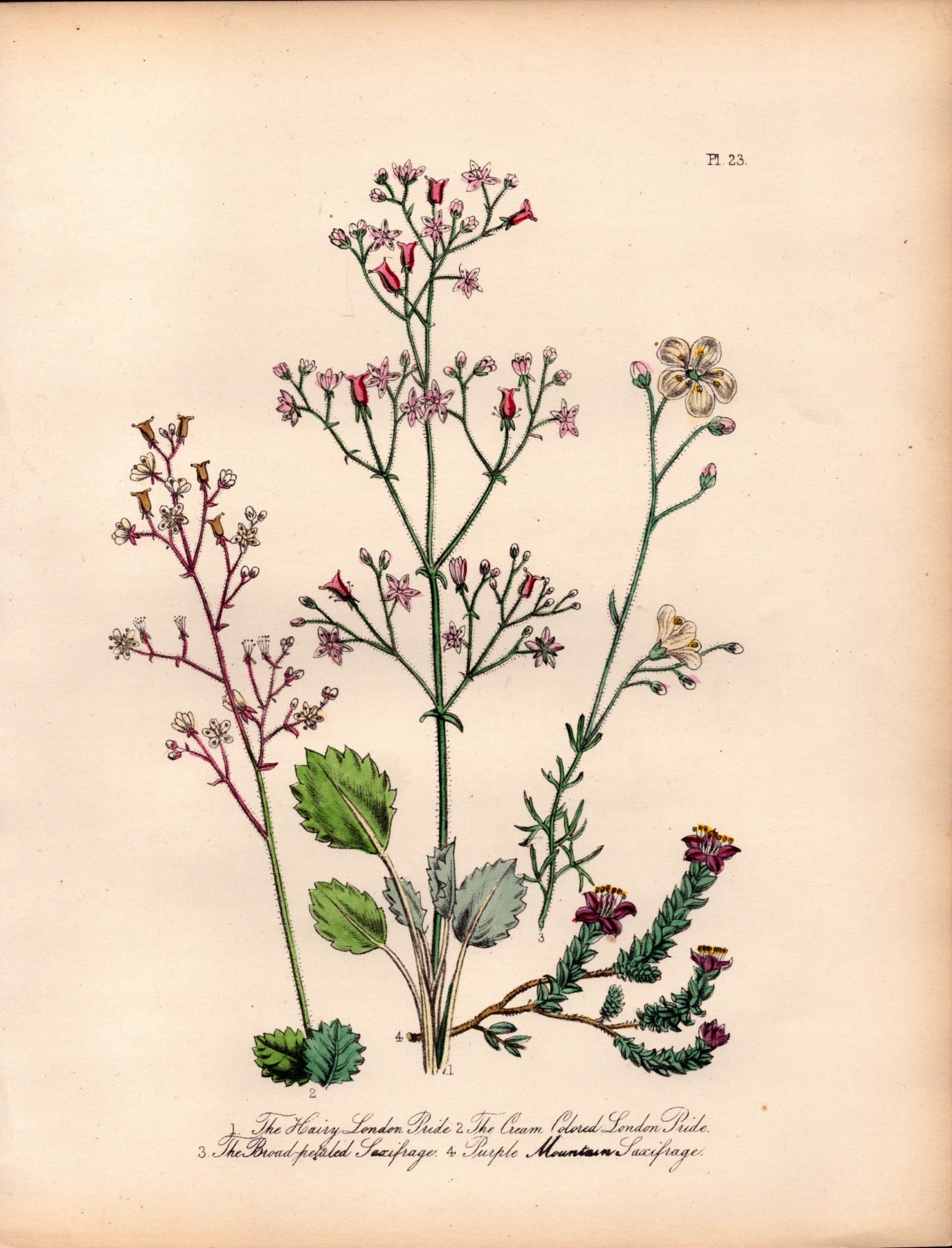 Rare 165-Yr-Old Antique Wildflower Gilt-Edged Illustration Jane Webb Loudon-23.: Title: Rare 165-Yr-Old Antique Wildflower Gilt-Edged Illustration Jane Webb Loudon-23. Description: Rare 165-Yr-Old Antique Wildflower Gilt-Edged Illustration Jane Webb Loudon. With Original Ha