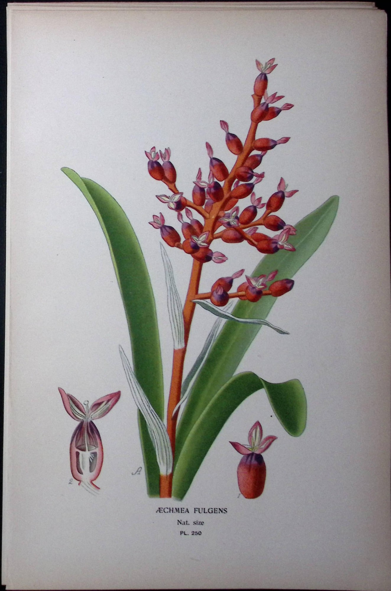 Two-Coloured Coralberry Edward Step Rare Antique Botanical Book Plate-250: Title: Two-Coloured Coralberry Edward Step Rare Antique Botanical Book Plate-250 Description: This Rare Beautiful Chromolithograph Was Removed from a Circa 1897 Antique Edition of. The Favourite