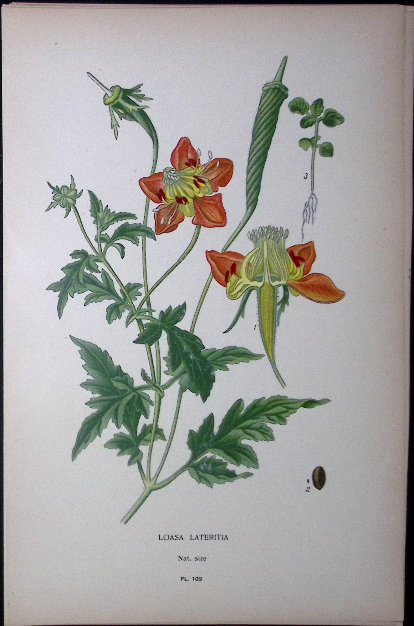 Loasa Latertia Alpine Edward Step Rare Antique Botanical Book Plate-109: Title: Loasa Latertia Alpine Edward Step Rare Antique Botanical Book Plate-109 Description: This Rare Beautiful Chromolithograph Was Removed from a Circa 1897 Antique Edition of. The Favourite