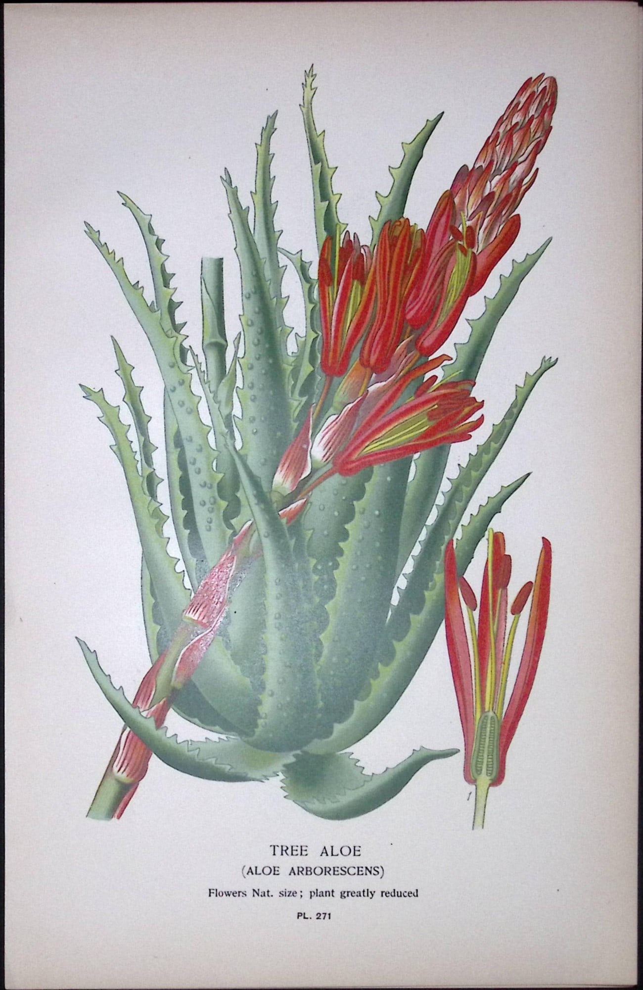 Tree Aloe Plant Edward Step Rare Antique Botanical Book Plate-271: Title: Tree Aloe Plant Edward Step Rare Antique Botanical Book Plate-271 Description: This Rare Beautiful Chromolithograph Was Removed from a Circa 1897 Antique Edition of. The Favourite Flowers of