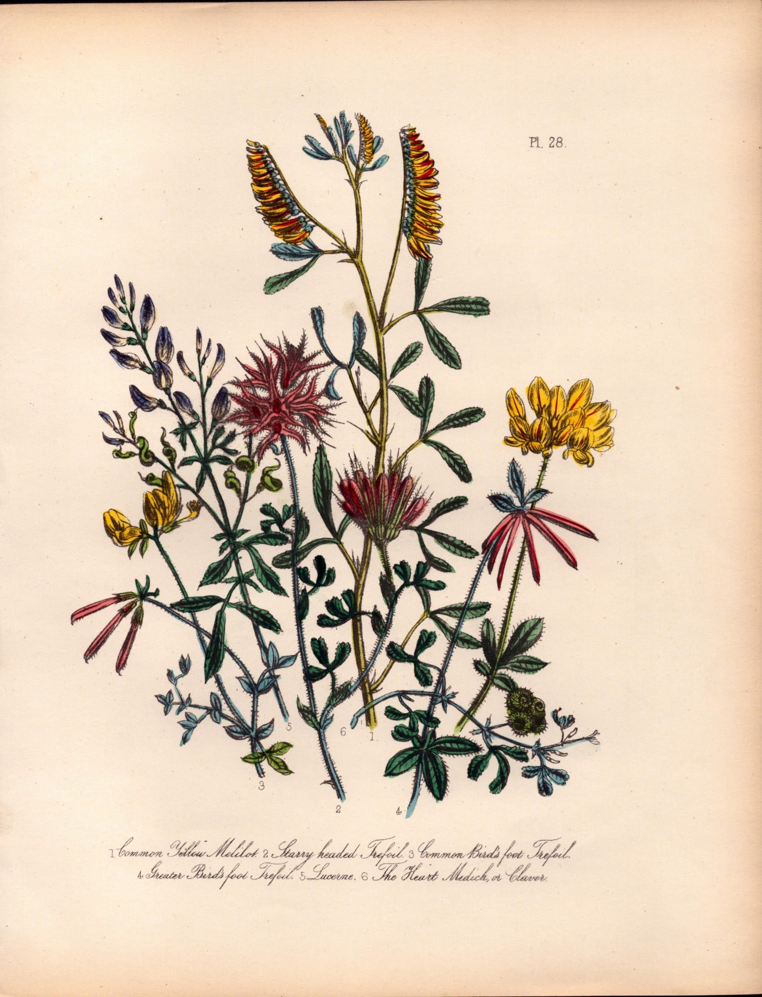 Rare 165-Yr-Old Antique Wildflower Gilt-Edged Illustration Jane Webb Loudon-28.: Title: Rare 165-Yr-Old Antique Wildflower Gilt-Edged Illustration Jane Webb Loudon-28. Description: Rare 165-Yr-Old Antique Wildflower Gilt-Edged Illustration Jane Webb Loudon. With Original