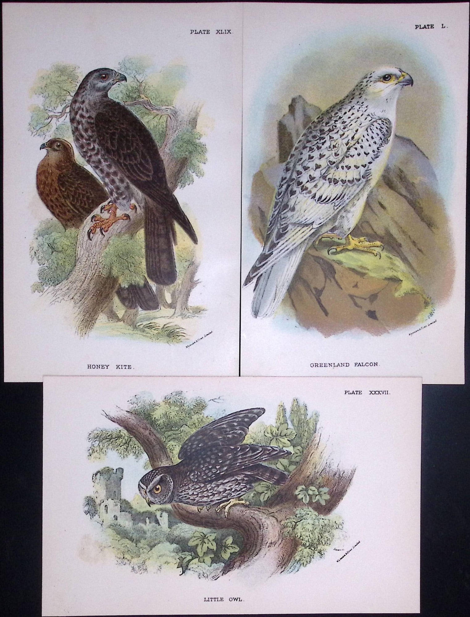 Job-Lot Lloyds Birds Little Owl, Honey Kite, Falcon 130 Yrs-Old Antique Engravings-1. (1 of 2)