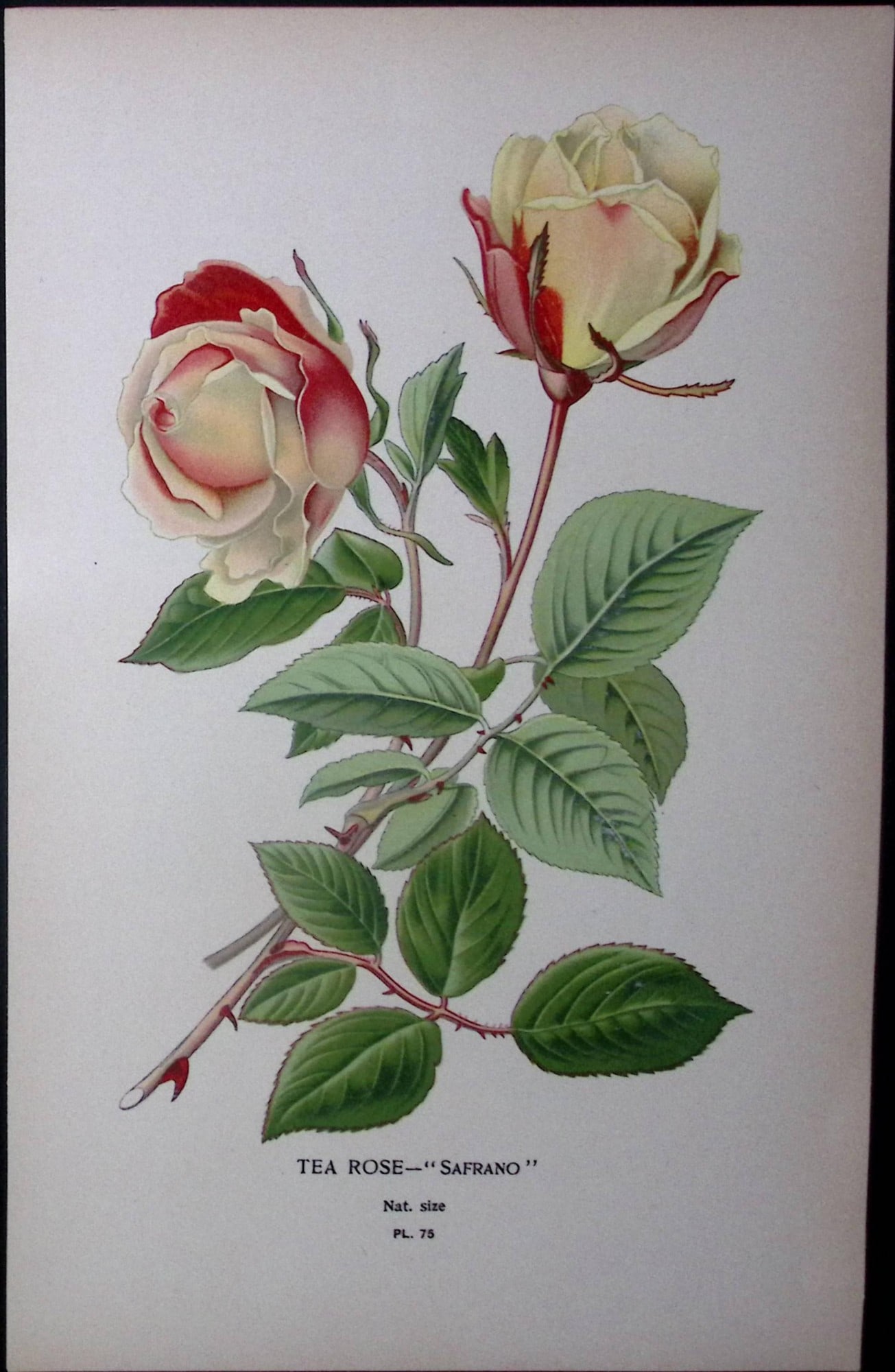 Tea Rose Safrano Edward Step Rare Antique Botanical Book Plate-75: Title: Tea Rose Safrano Edward Step Rare Antique Botanical Book Plate-75 Description: This Rare Beautiful Chromolithograph Was Removed from a Circa 1897 Antique Edition of. The Favourite Flowers of